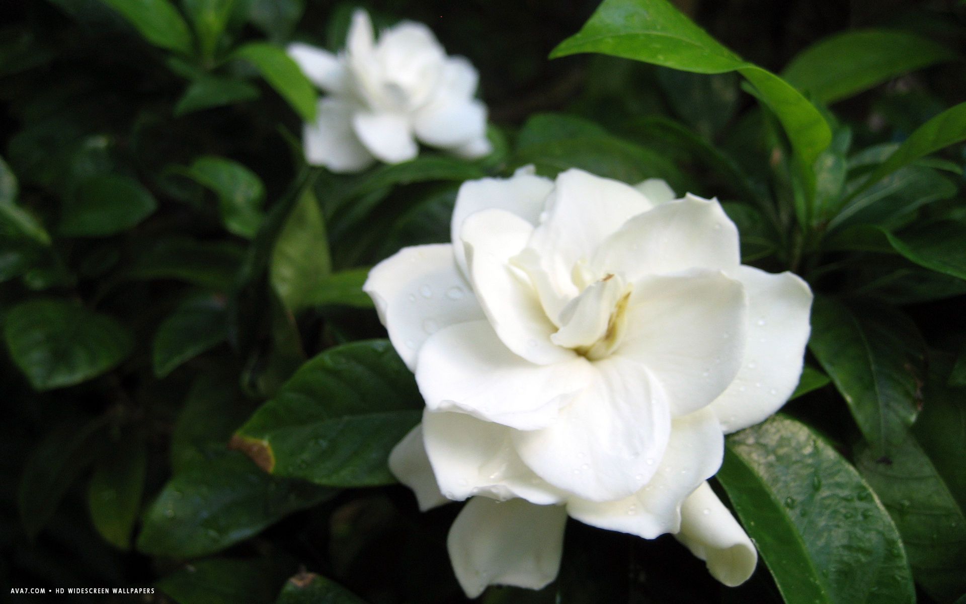 Gardenia Wallpapers - Wallpaper Cave