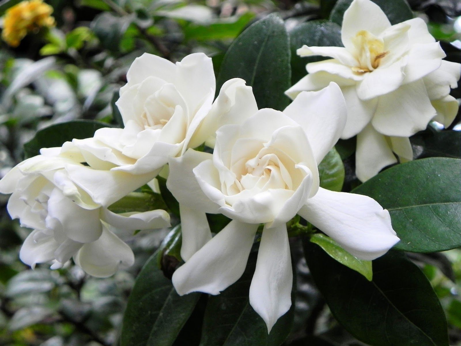 gardenia wallpaper. HD Wallpaper and Download Free Wallpaper. Easy to grow flowers, Types of flowers, White flowering plants