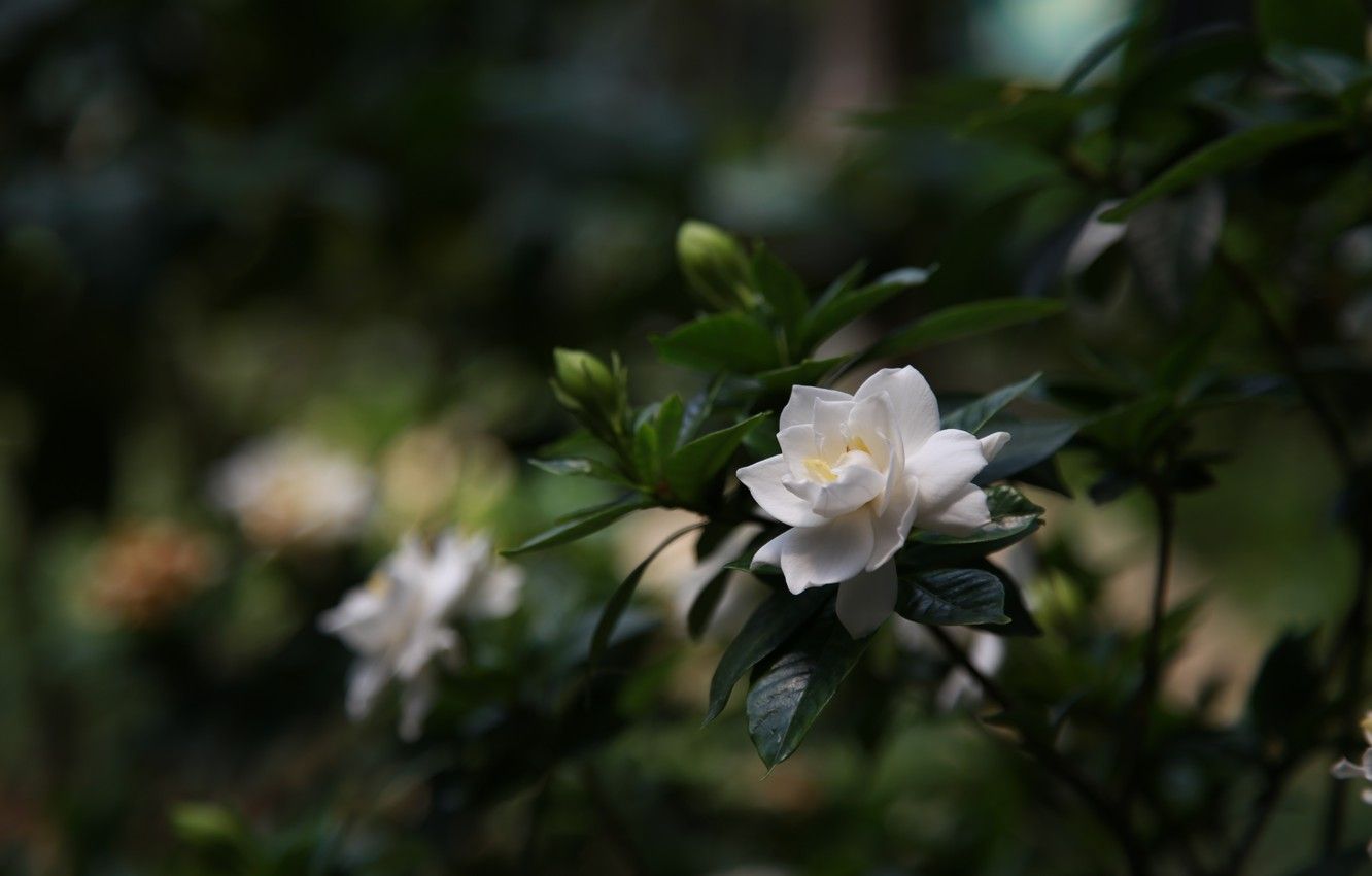 Wallpaper white, flowers, Bush, petals, Bud, Gardenia image for desktop, section макро