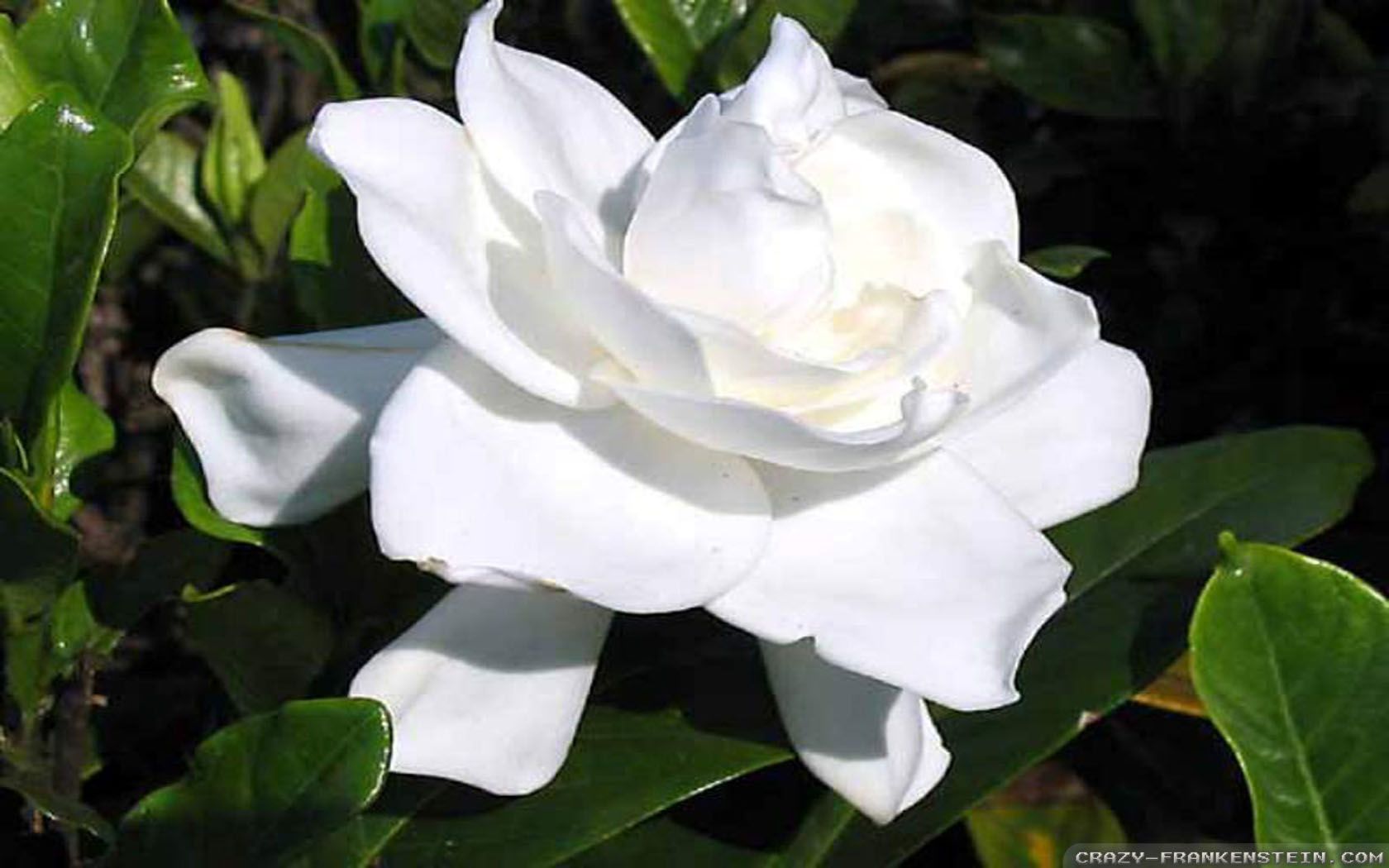 Gardenia Wallpapers - Wallpaper Cave