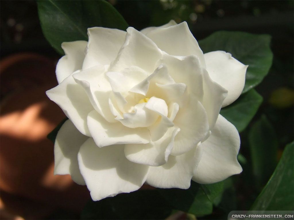 Gardenia Wallpapers - Wallpaper Cave