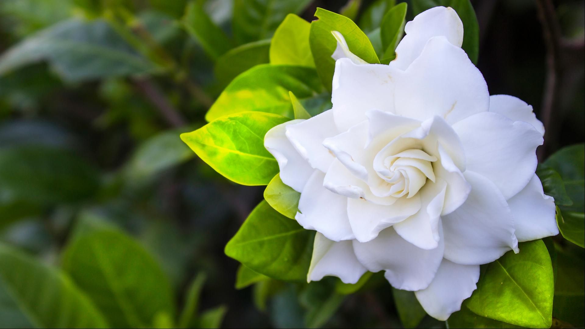 Gardenia Wallpapers - Wallpaper Cave