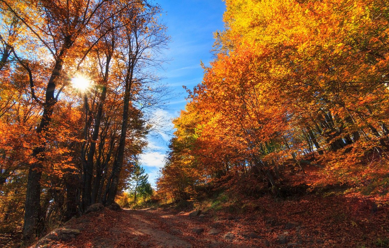 Wallpaper autumn, forest, trees, Bulgaria, Bulgaria, Plovdiv, Borovo, Borovo image for desktop, section пейзажи