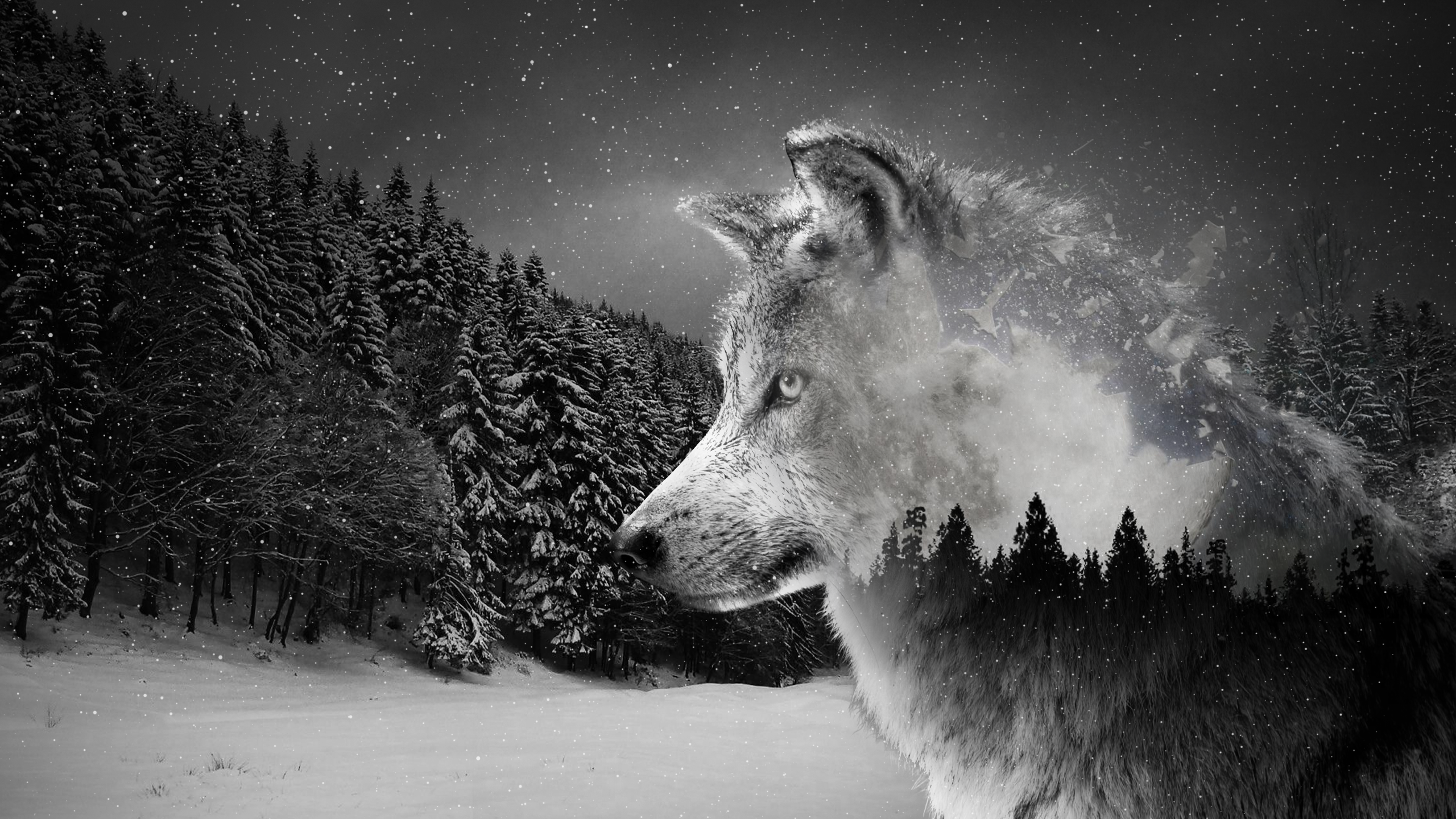 4k Werewolf Wallpapers Wallpaper Cave