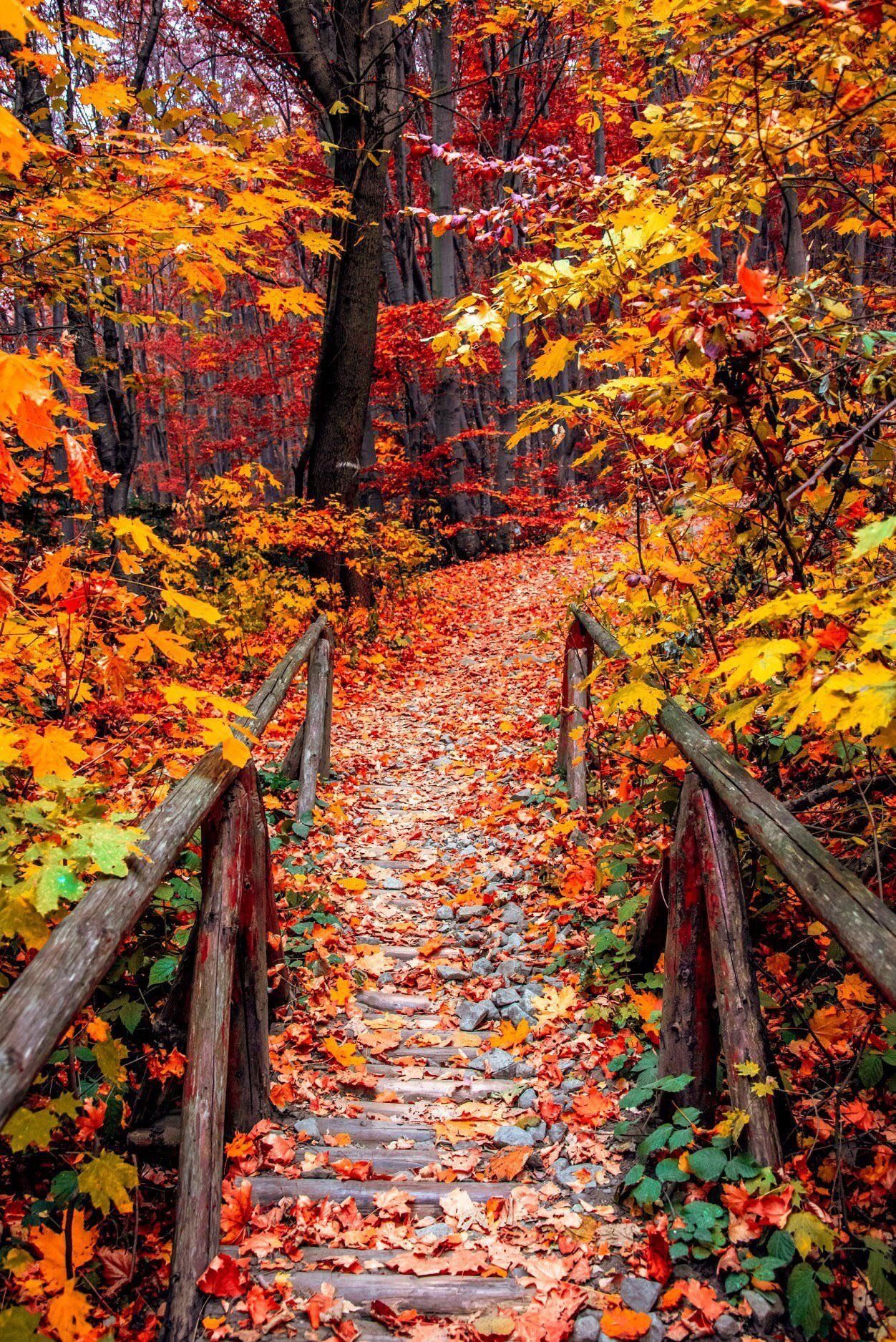 The stunning colors of the autumn Vitosha mountain near Sofia in Bulgaria. Fall photography nature, Autumn scenery, Autumn photography