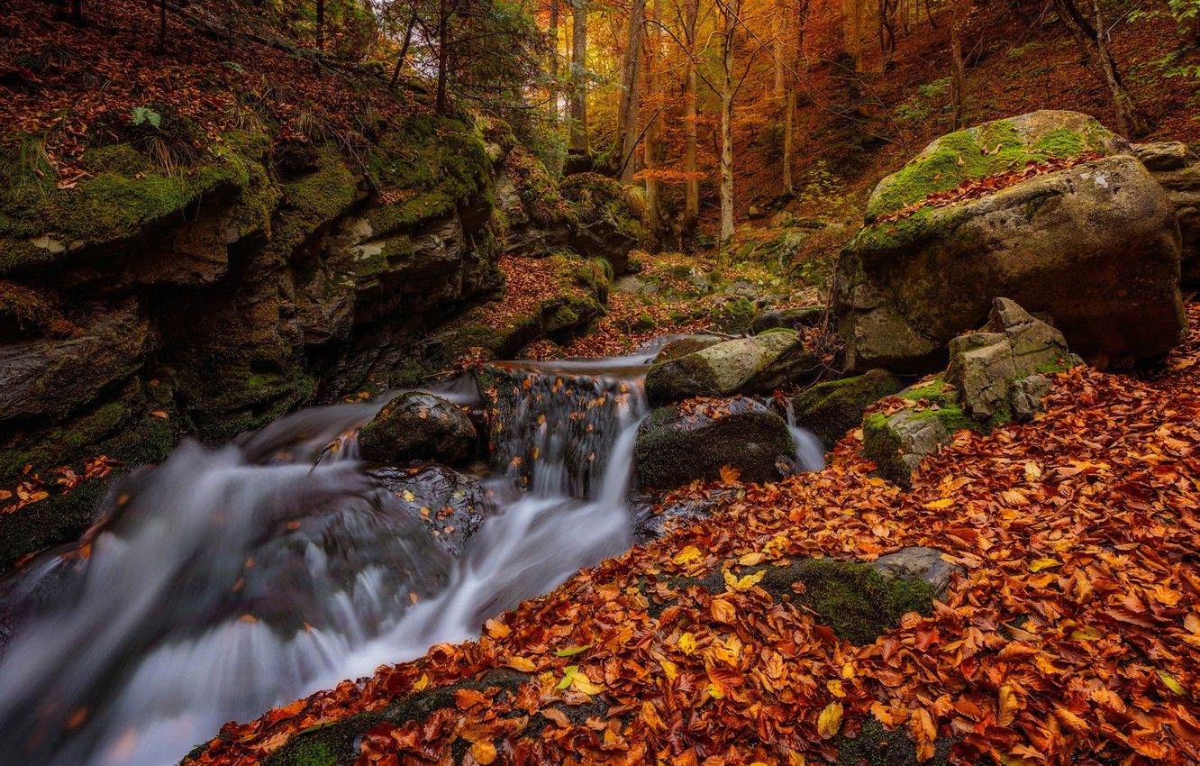 Wallpaper autumn, forest, leaves, stream, stones, foliage, river, Bulgaria image for desktop, section пейзажи