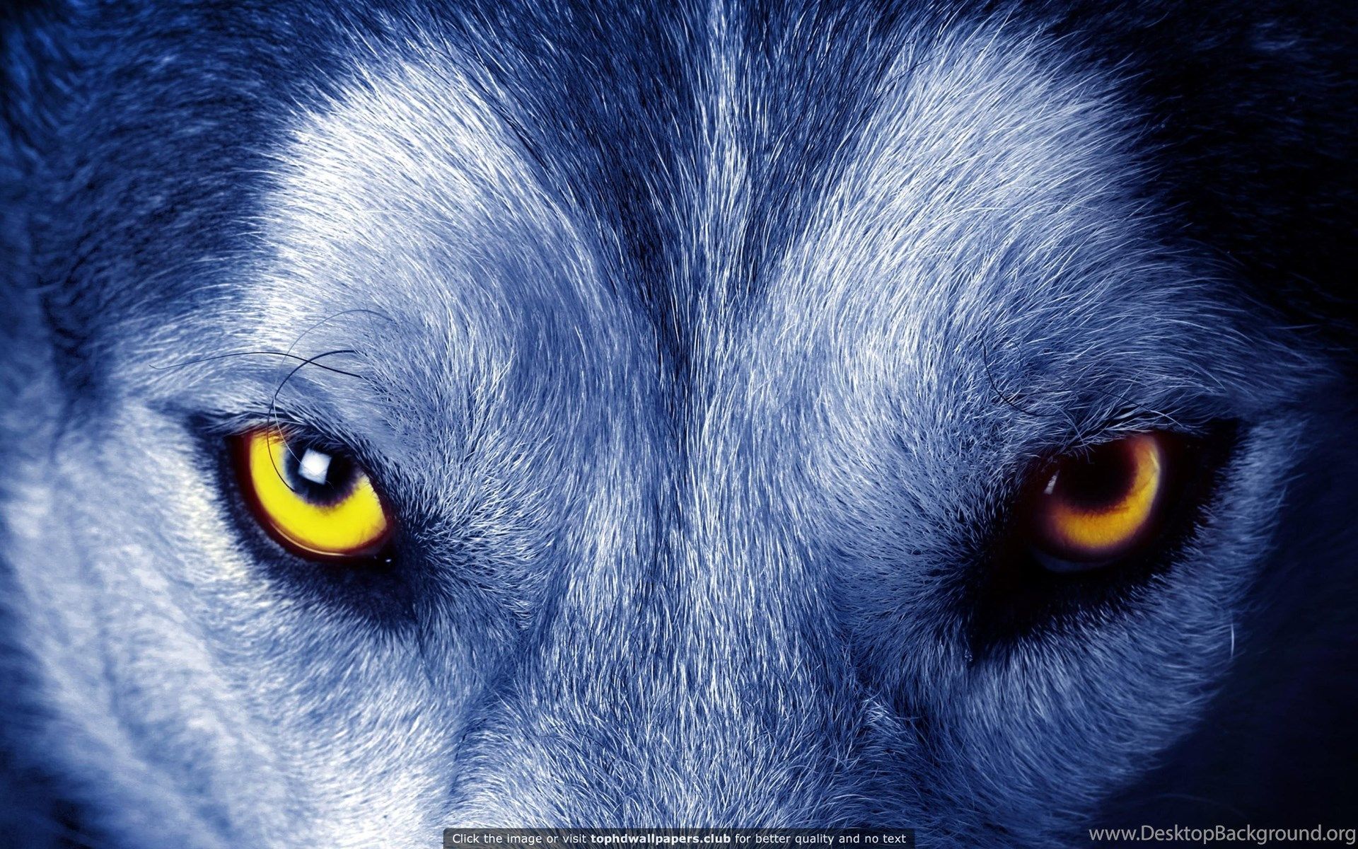 Best Wolf 4K Or HD Wallpaper For Your PC, Mac Or Mobile Device Desktop Background
