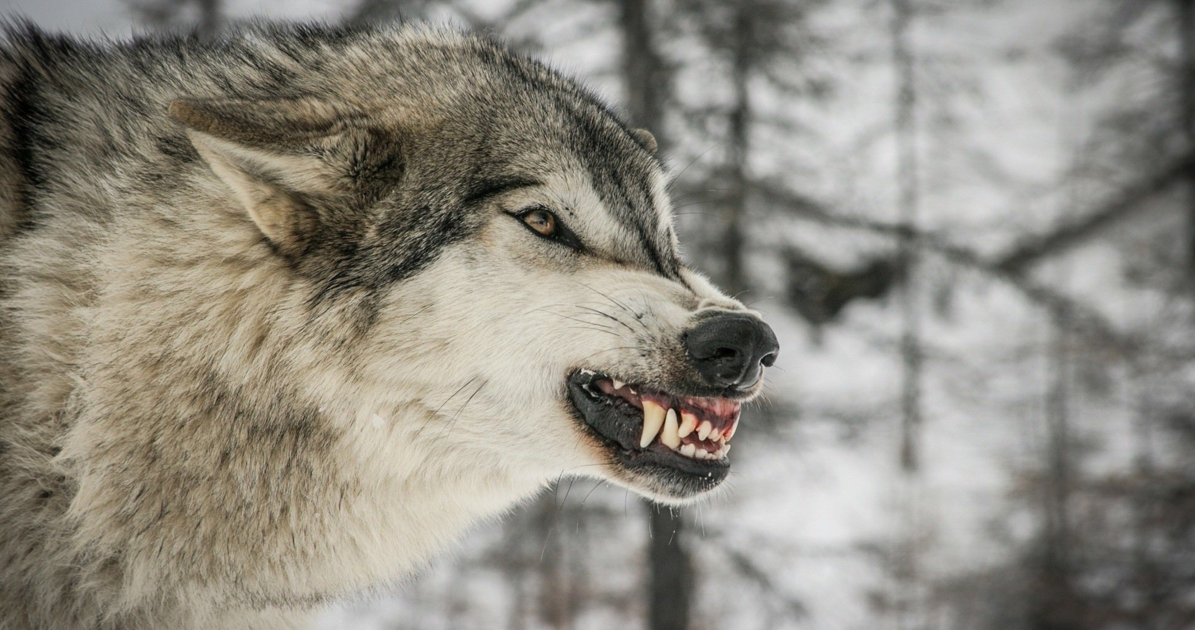 anger wolf face 4k ultra HD wallpaper High quality walls