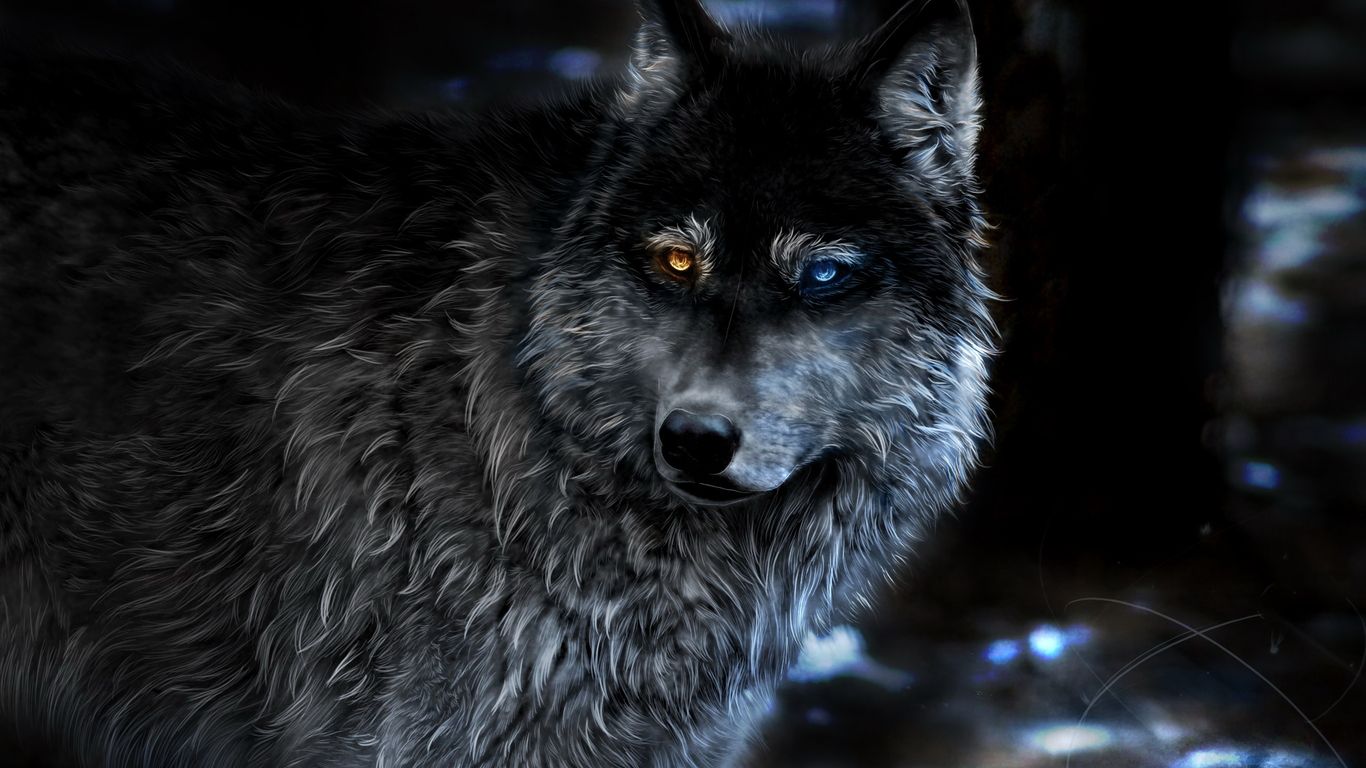 Wolf Heterochromia Fantasy 1366x768 Resolution HD 4k Wallpaper, Image, Background, Photo and Picture