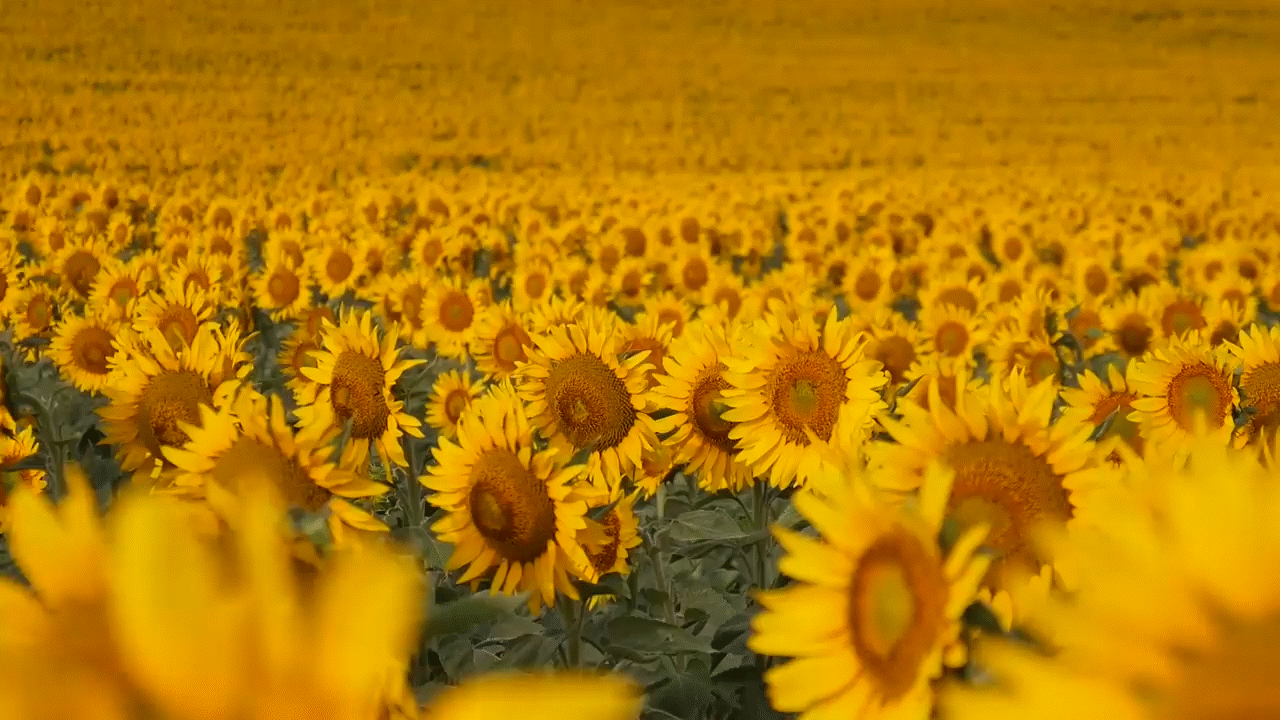 Yellow Aesthetic Landscape Wallpapers Wallpaper Cave Find images and videos about tumblr, gif. yellow aesthetic landscape wallpapers