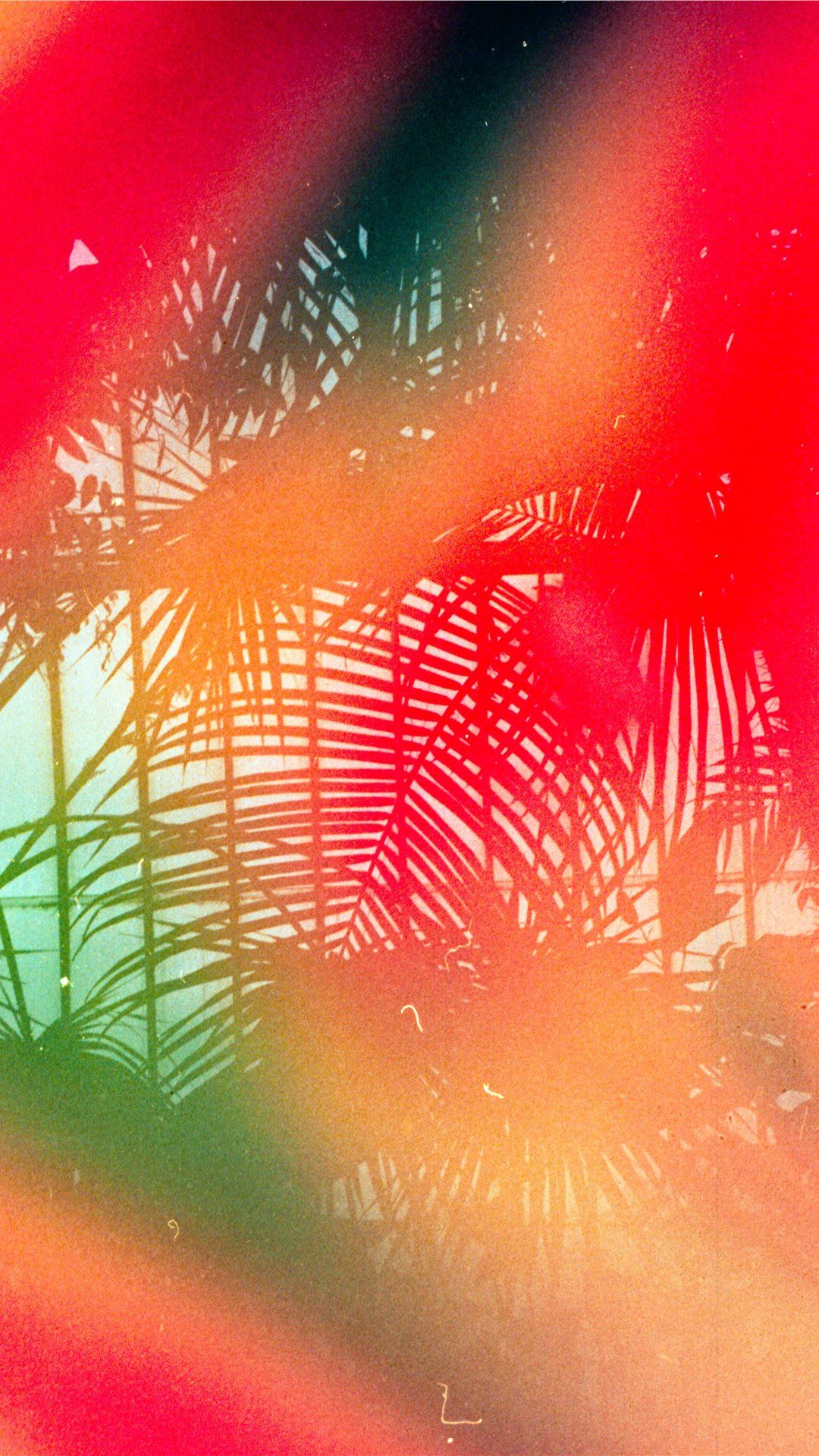 Tropical leaves Shot on 35mm Leica MDa with Dub. iPhone 8 Wallpaper Free Download