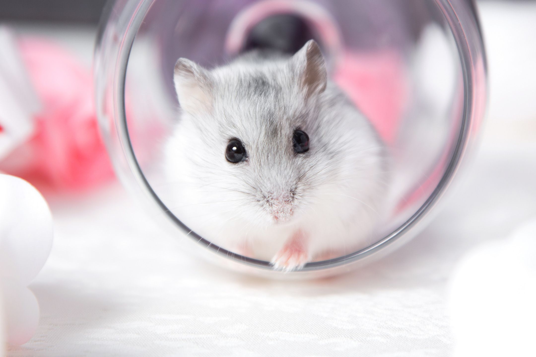 Hamster Facts You Probably Didn't Know