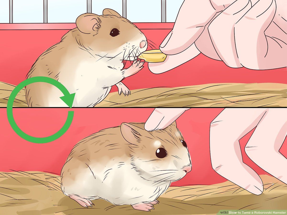 How to Tame a Roborovski Hamster: 10 Steps (with Picture)