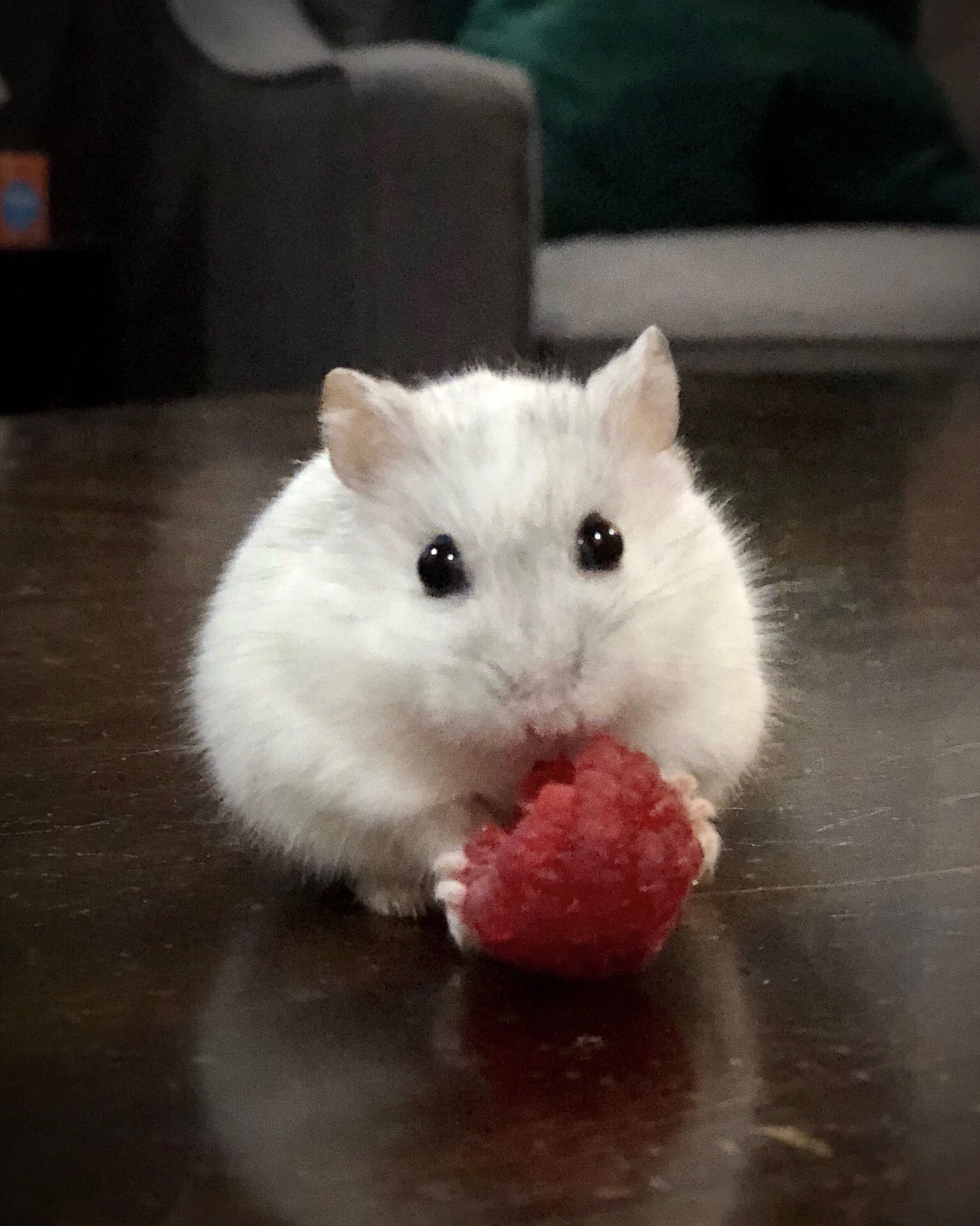 Meet Quartz, a white Djungarian dwarf hamster! Ain't she the cutest? Instagram:. Cute hamsters, Funny hamsters, Cute baby animals
