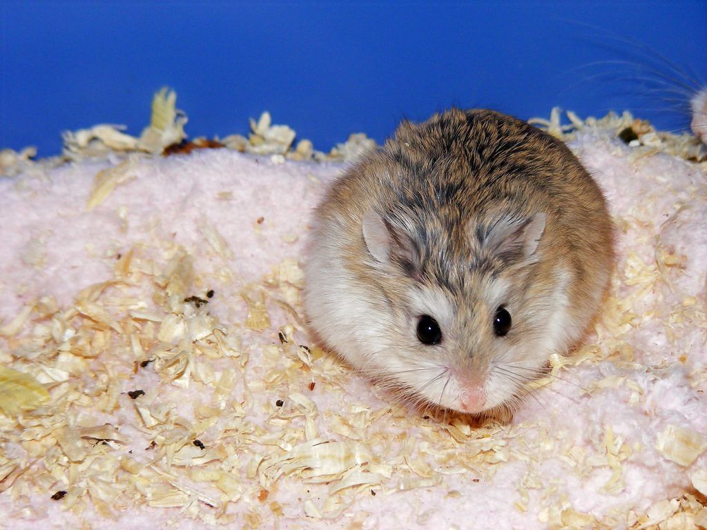 How To Keep A Roborovski Dwarf Hamster Hamster Care Guide