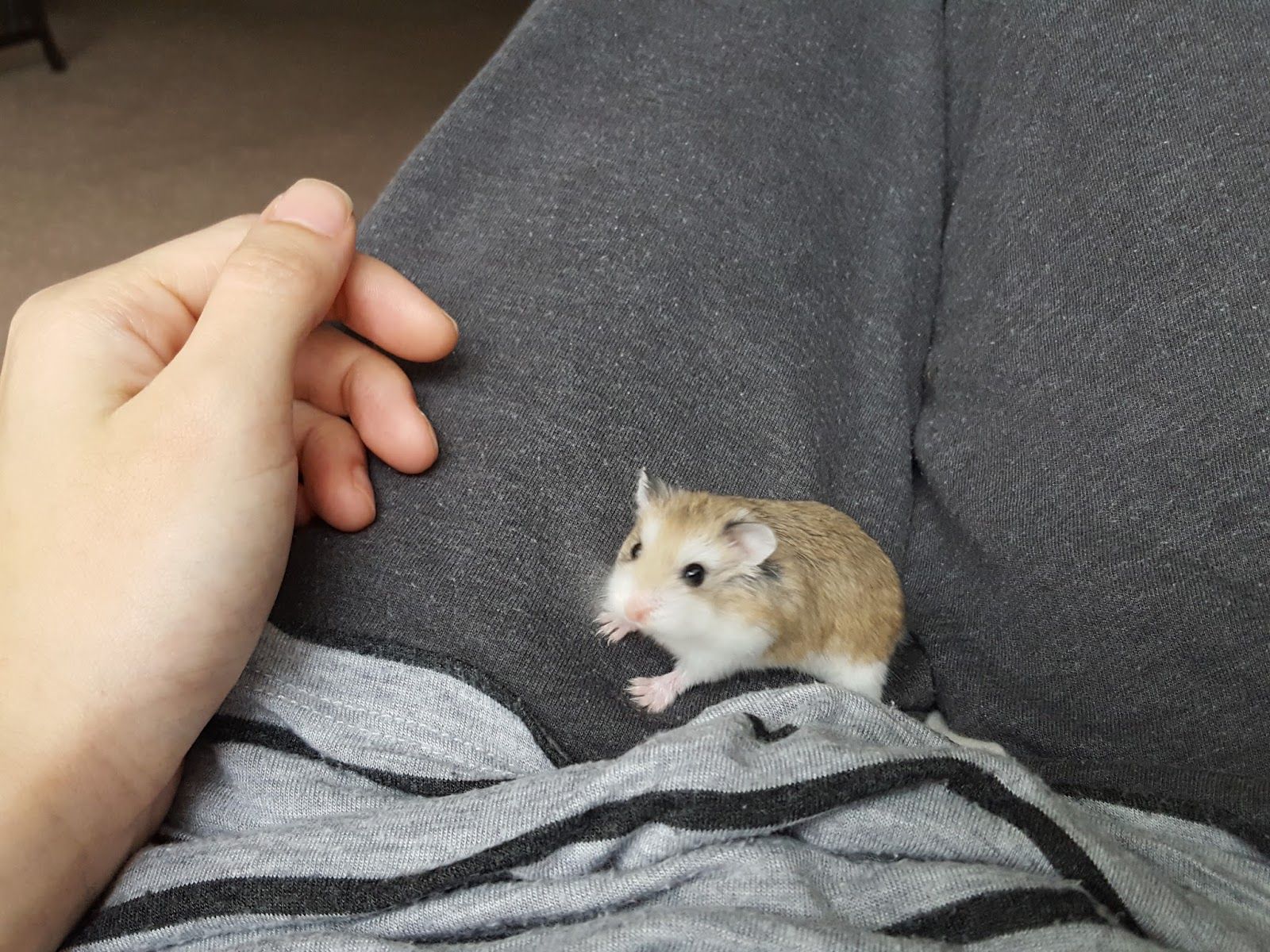 Roborovski Dwarf hamsters: Adoption