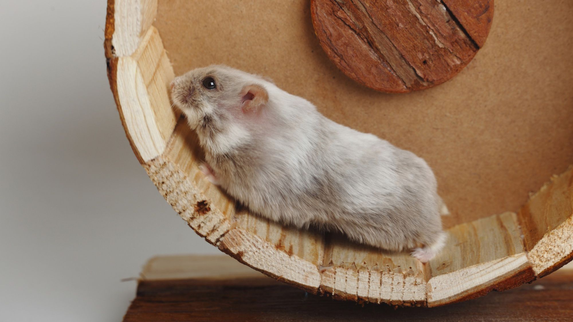 Keeping and Caring for Pet Campbell's Dwarf Russian Hamsters