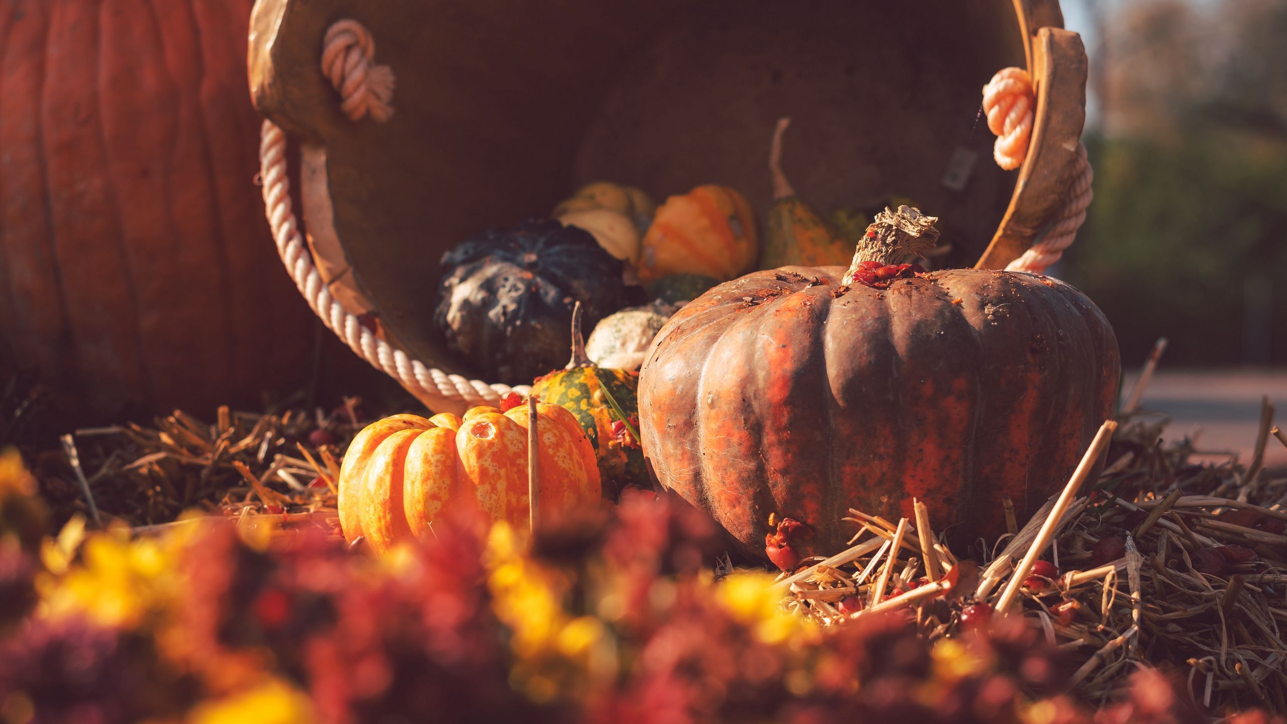 Download wallpaper 2560x1440 pumpkin, basket, straw, autumn, harvest widescreen 16:9 HD background