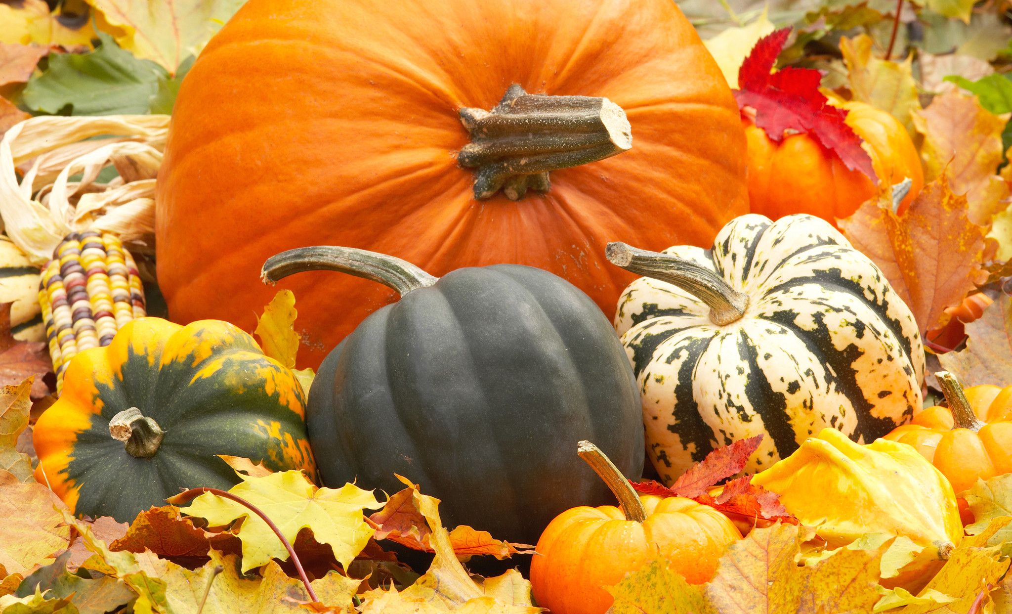 Fall Wallpaper Background With Pumpkins