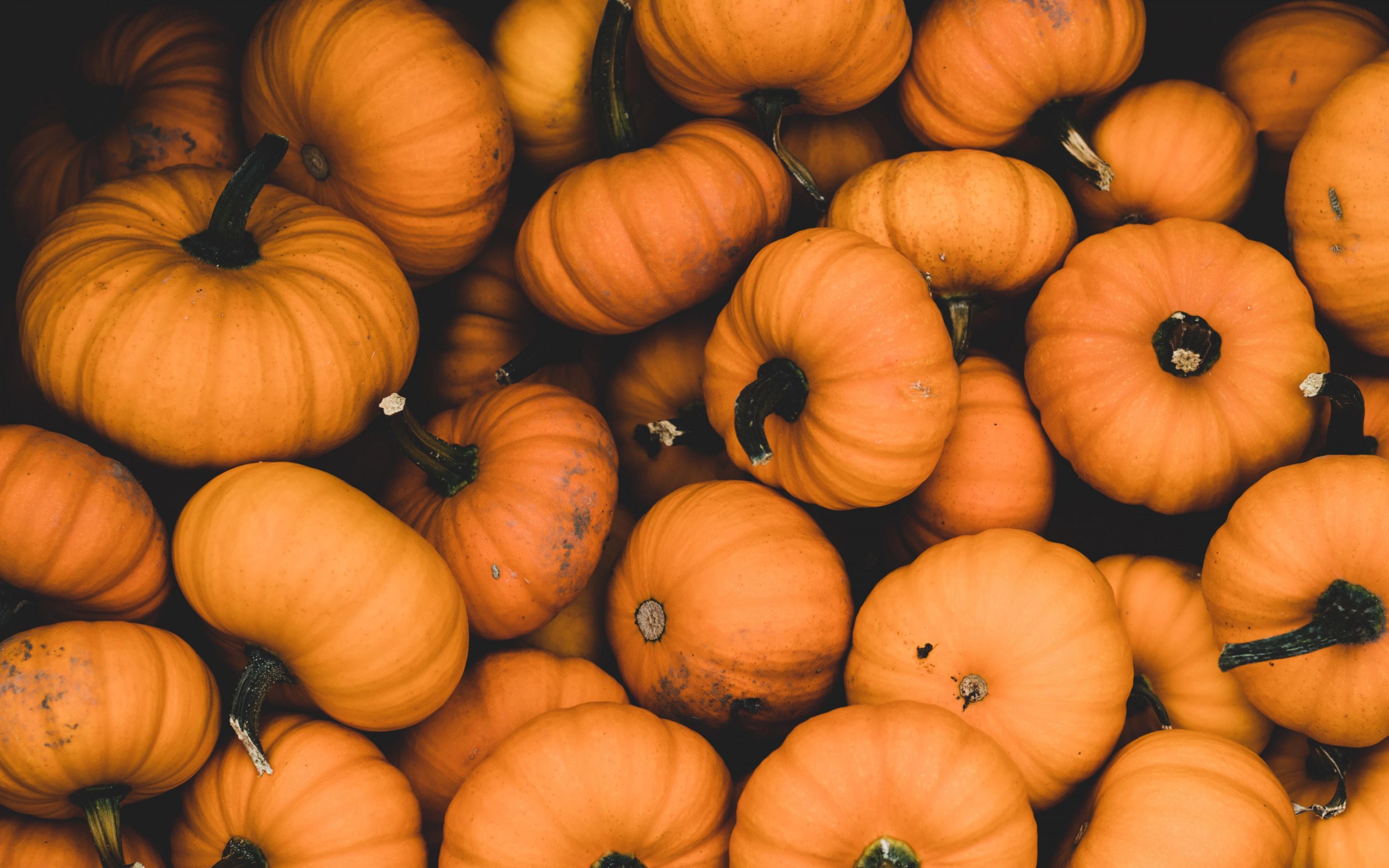 Download wallpaper Orange pumpkins, harvest, background with pumpkins, halloween, autumn harvest, pumpkins for desktop with resolution 2880x1800. High Quality HD picture wallpaper
