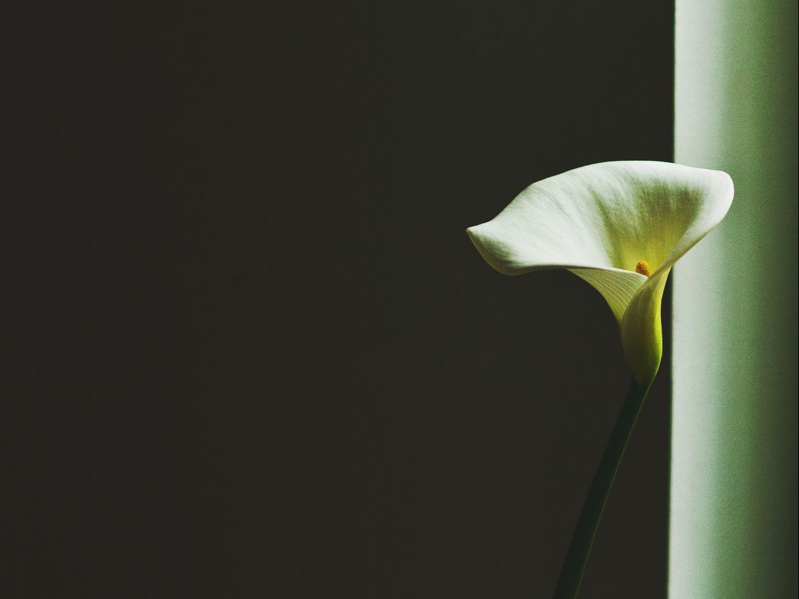 Download wallpaper 1152x864 calla lily, arum lily, flower, minimalism standard 4:3 HD background