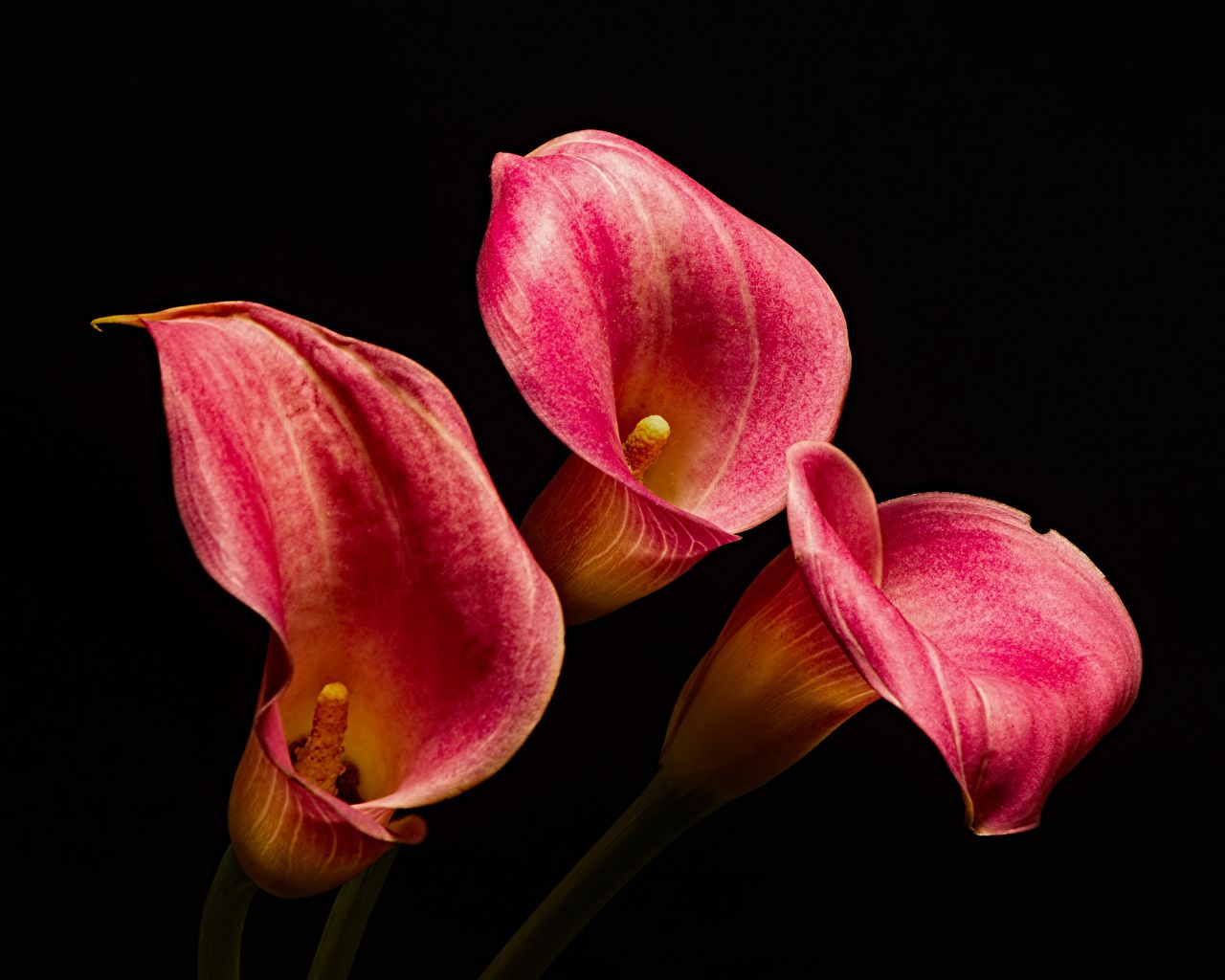 Desktop Wallpaper bog arum Pink color Flowers Three 3 Closeup Black