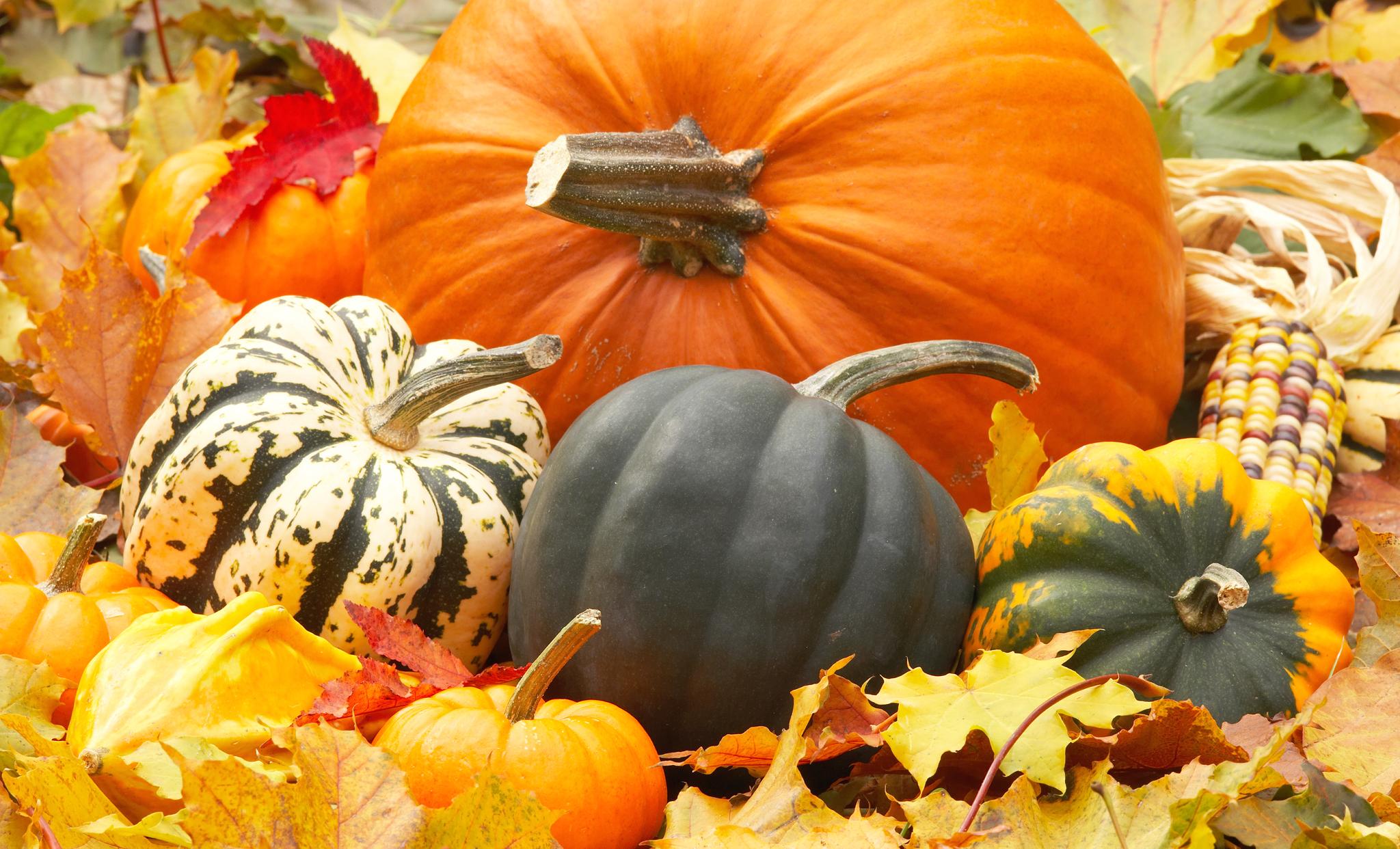 autumn picture with pumpkins. Pretty Desktop Laptop Mobile HD