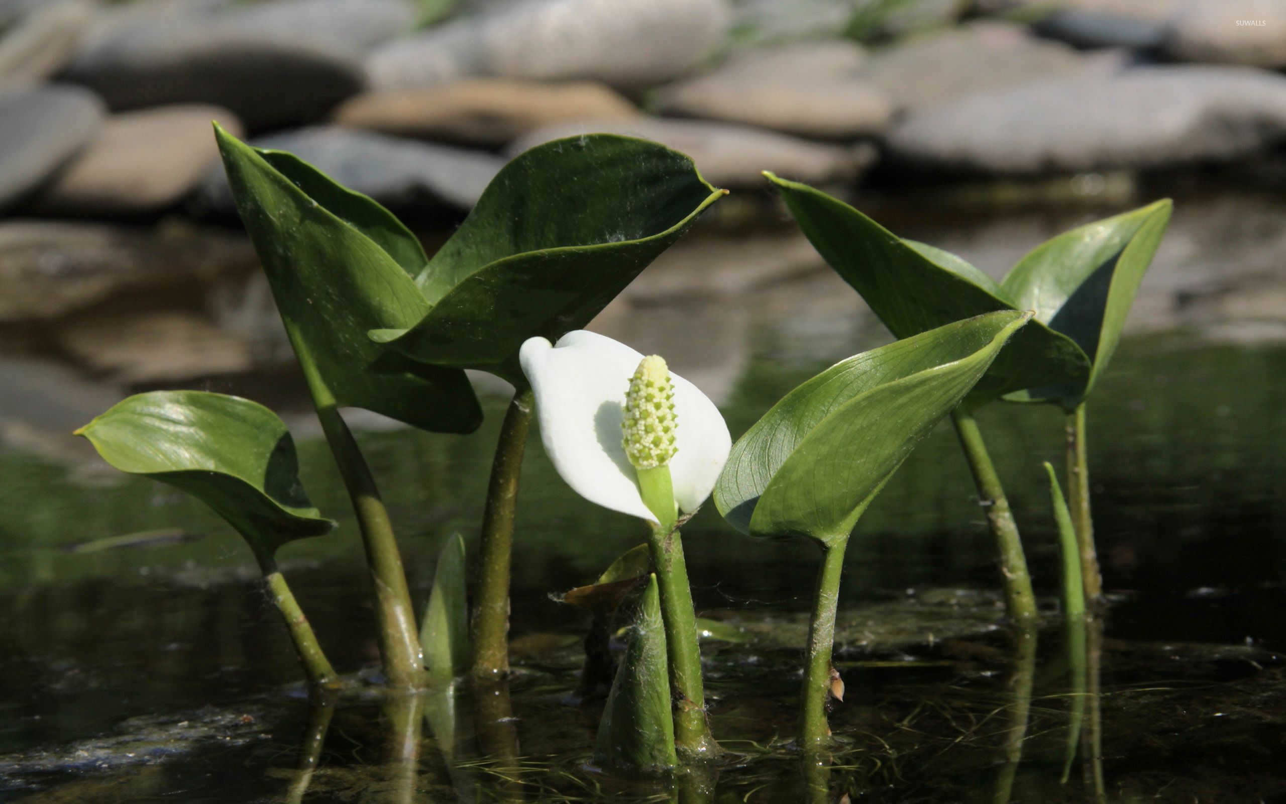 Water Arum wallpaper wallpaper