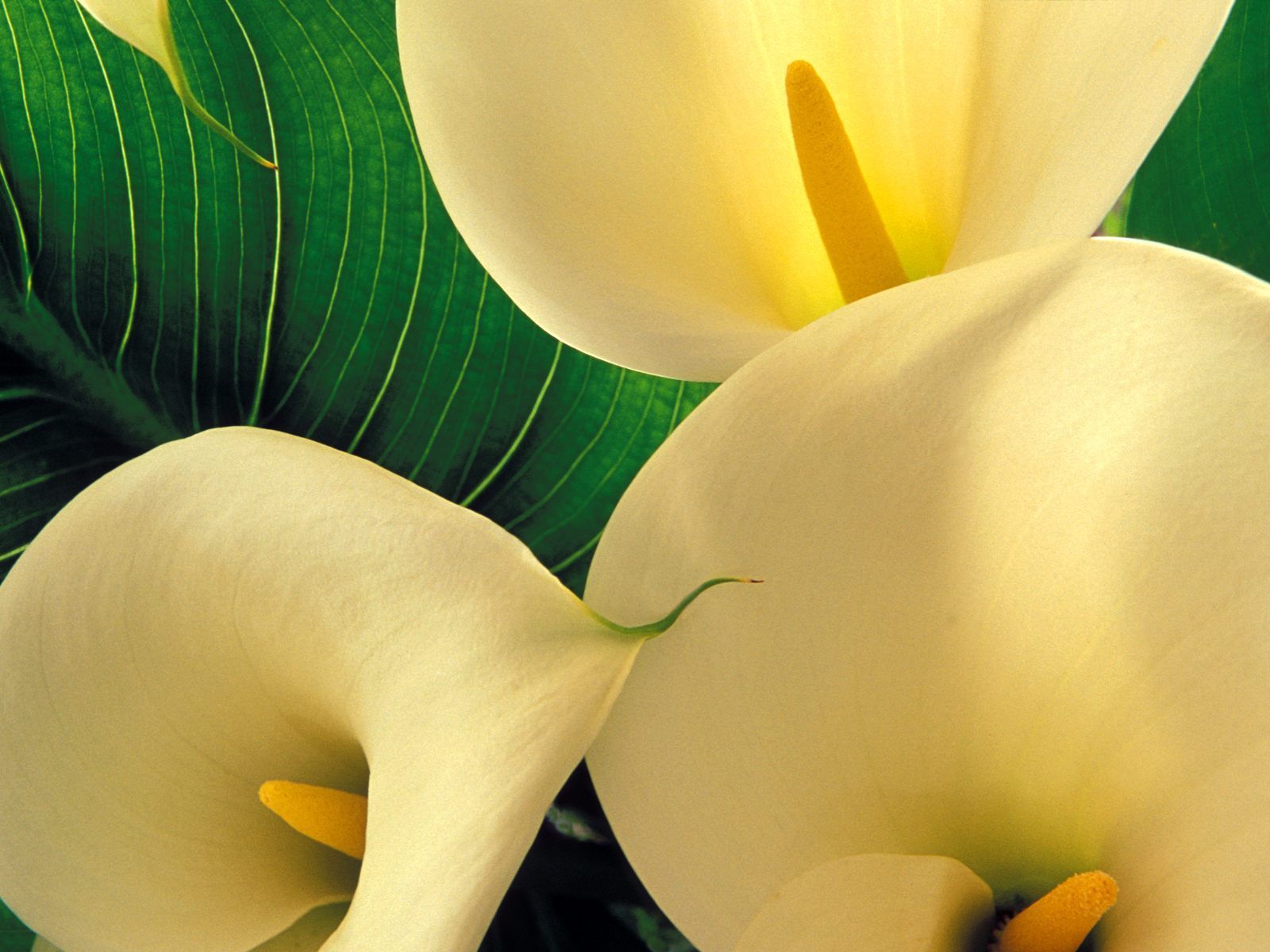 Calla lilies my favorite. Lirios flores, Fotografia de flores, Calas