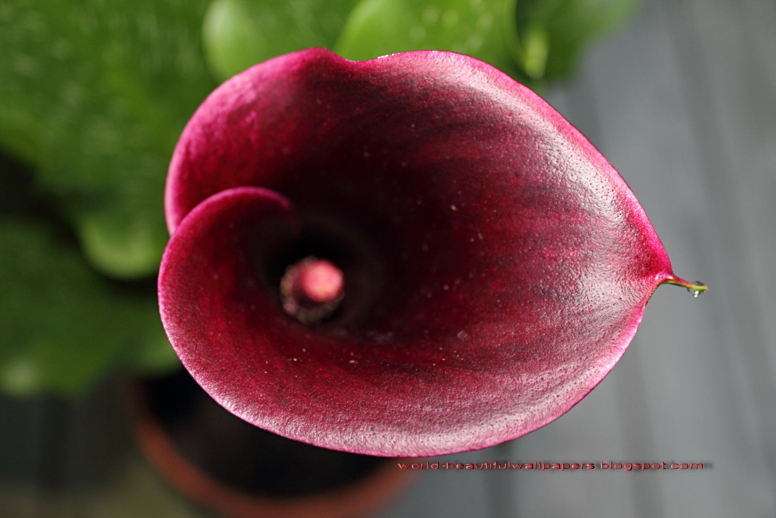 Giant White Arum Lily HD Wallpaper