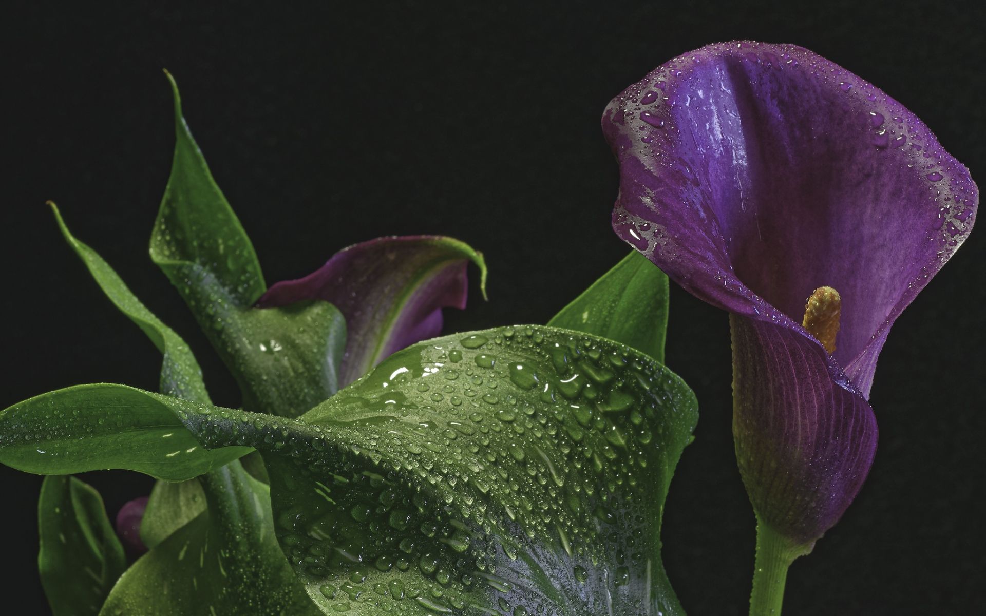 Arum Wallpapers Wallpaper Cave