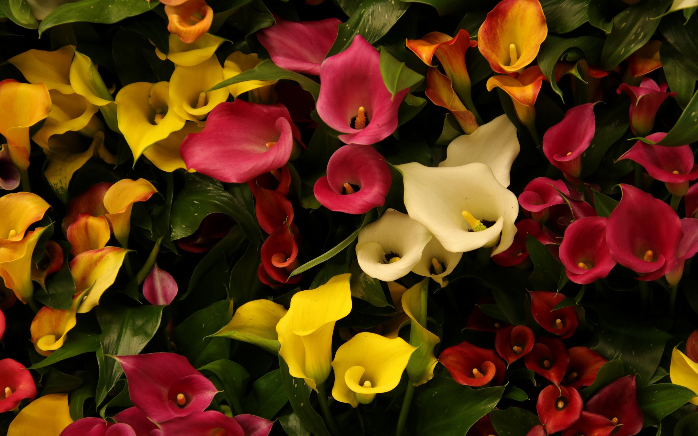 Download Wallpaper Calla, Water Arum, Colorful Flowers, Background With Feces, Yellow Callas, Pink Callas For Desktop With Resolution 2880x1800. High Quality HD Picture Wallpaper