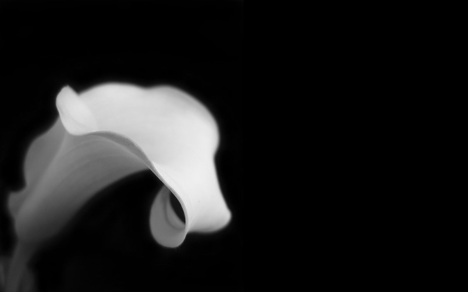 Amazing Black And White Wallpaper 9 Widescreen Wallpaper White Arum Lily