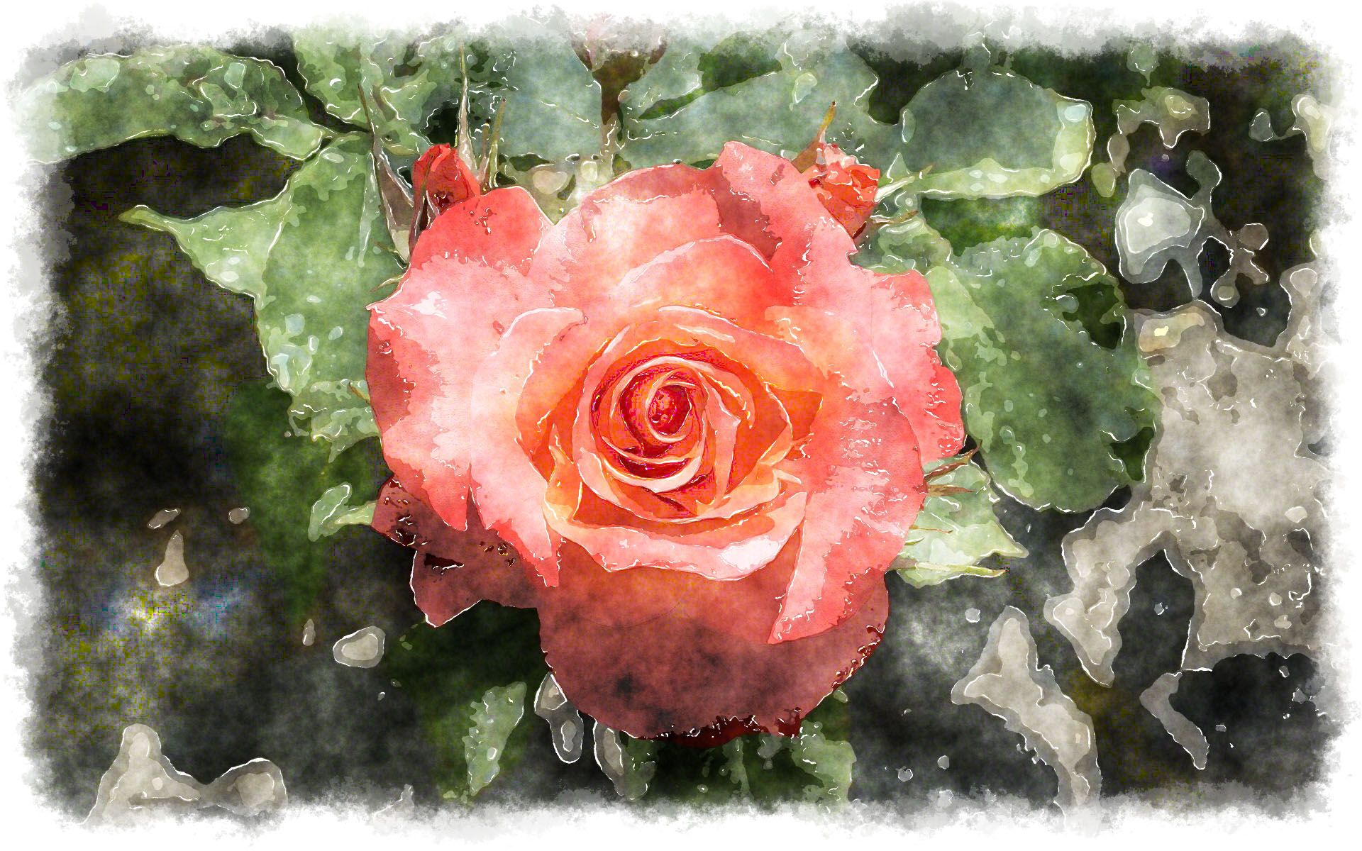 beautiful watercolor rose