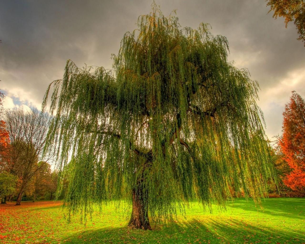 image For Weeping Willow Tree In Winter. HD Wallpaper Range. Willow tree tattoos, Weeping willow, Pretty trees