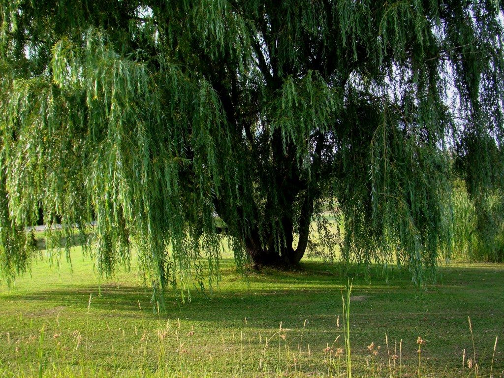 Willow Tree Wallpapers - Wallpaper Cave