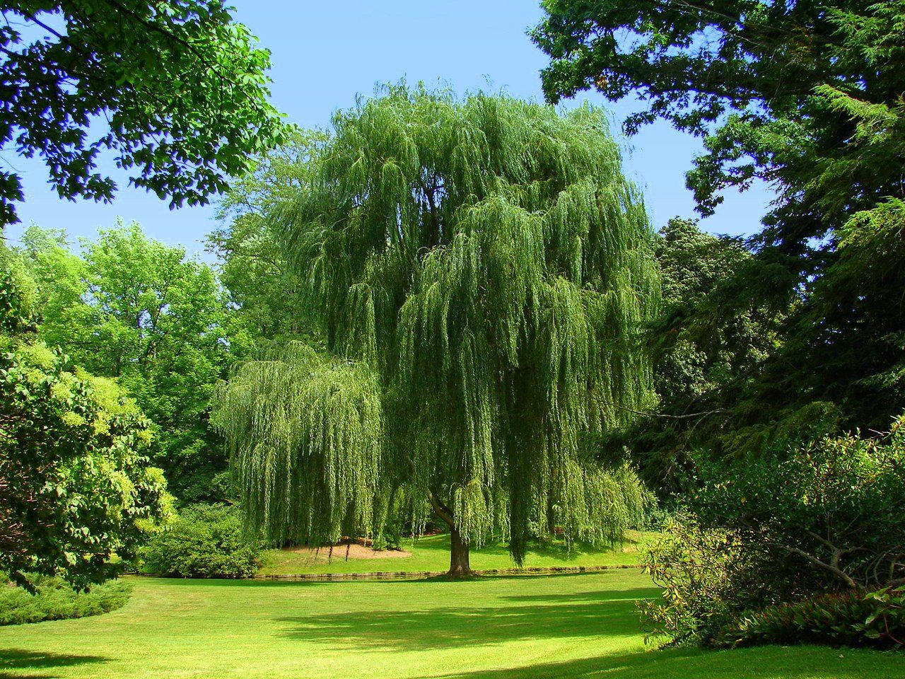 Free download Weeping Willow Tree Wallpaper This gorgeous weeping willow [1280x960] for your Desktop, Mobile & Tablet. Explore Weeping Willow Tree Wallpaper. Willow Tree Wallpaper
