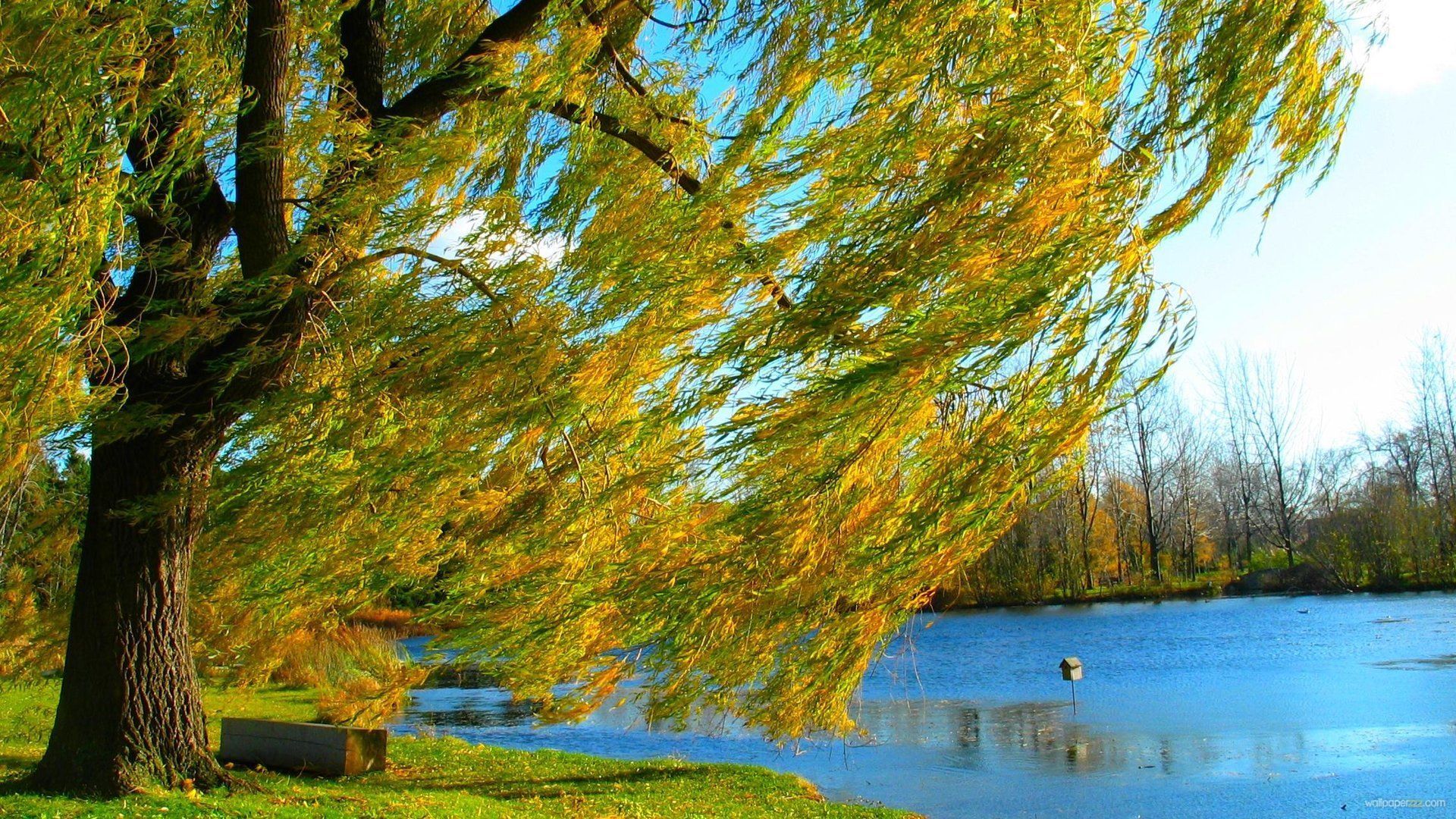 Weeping Willow Trees In The Wind HD Wallpaper