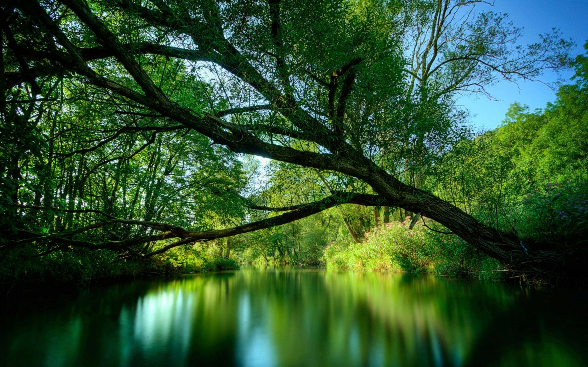 Landscape, River, Willow Tree 2560x1600 Widescreen HD Wallpaper, Wallpaper13.com