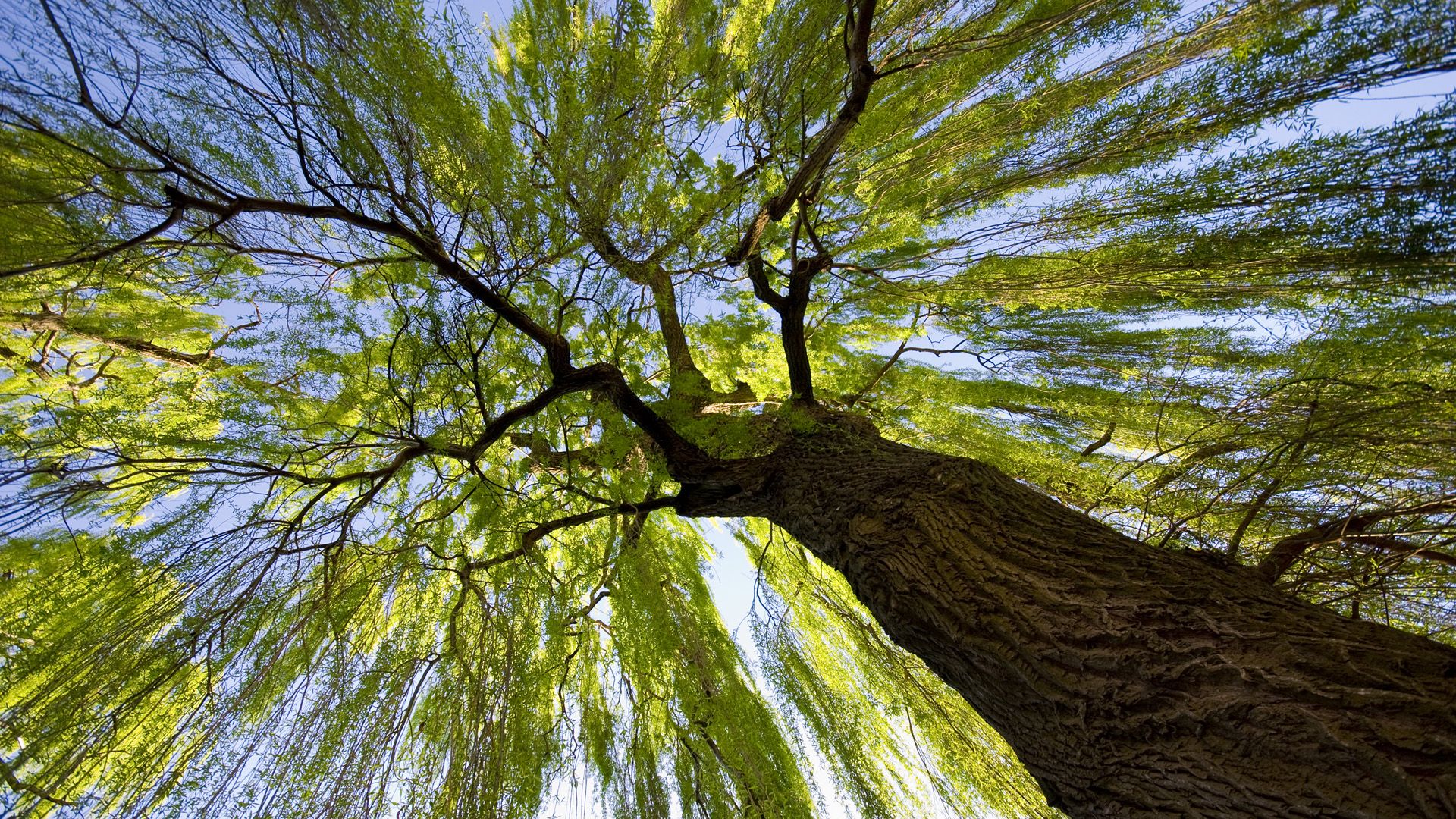 The Majestic Willow Worms Eye View