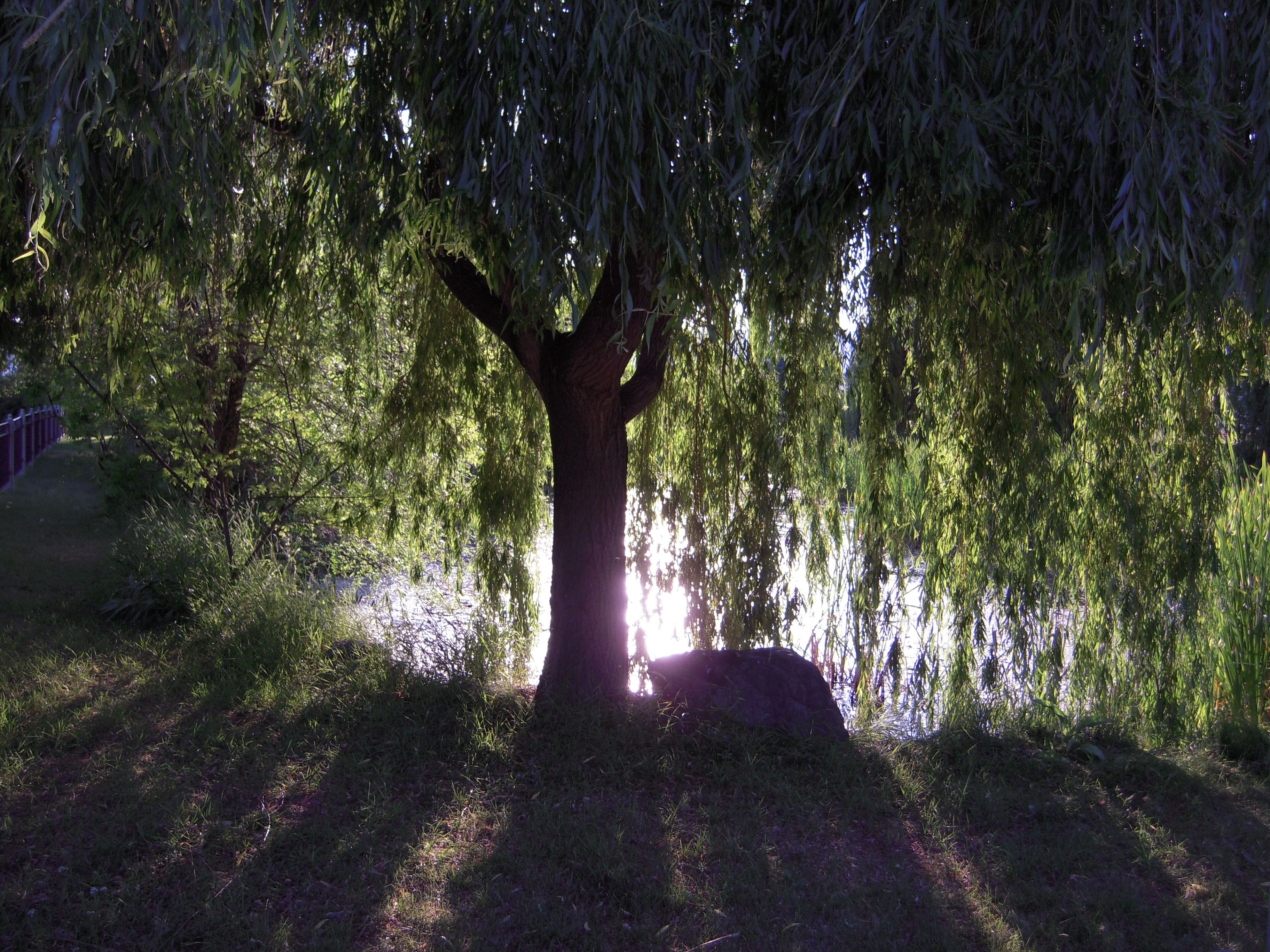 Willow Tree Wallpapers - Wallpaper Cave