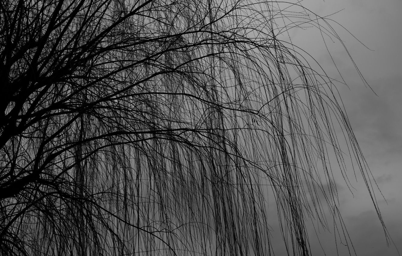 Wallpaper dark, nature, tree, branches, cloudy, 4k ultra HD background, Willow Tree image for desktop, section природа