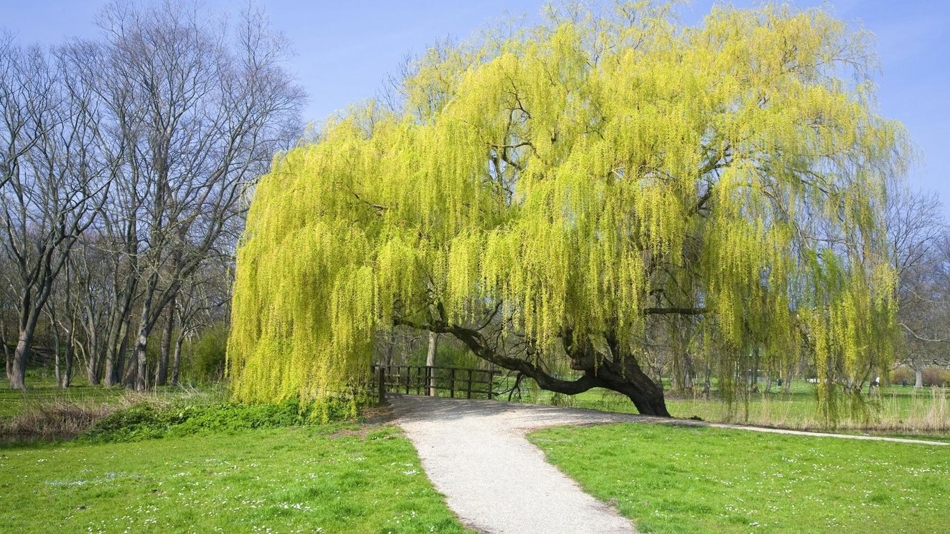 Beautiful Large Willow Tree Weeping Willow Tree, Download Wallpaper