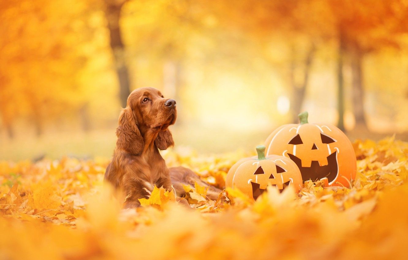 Wallpaper autumn, look, face, leaves, Park, foliage, dog, pumpkin, lies, red, Halloween, English, yellow background, breed, faces, bokeh image for desktop, section собаки
