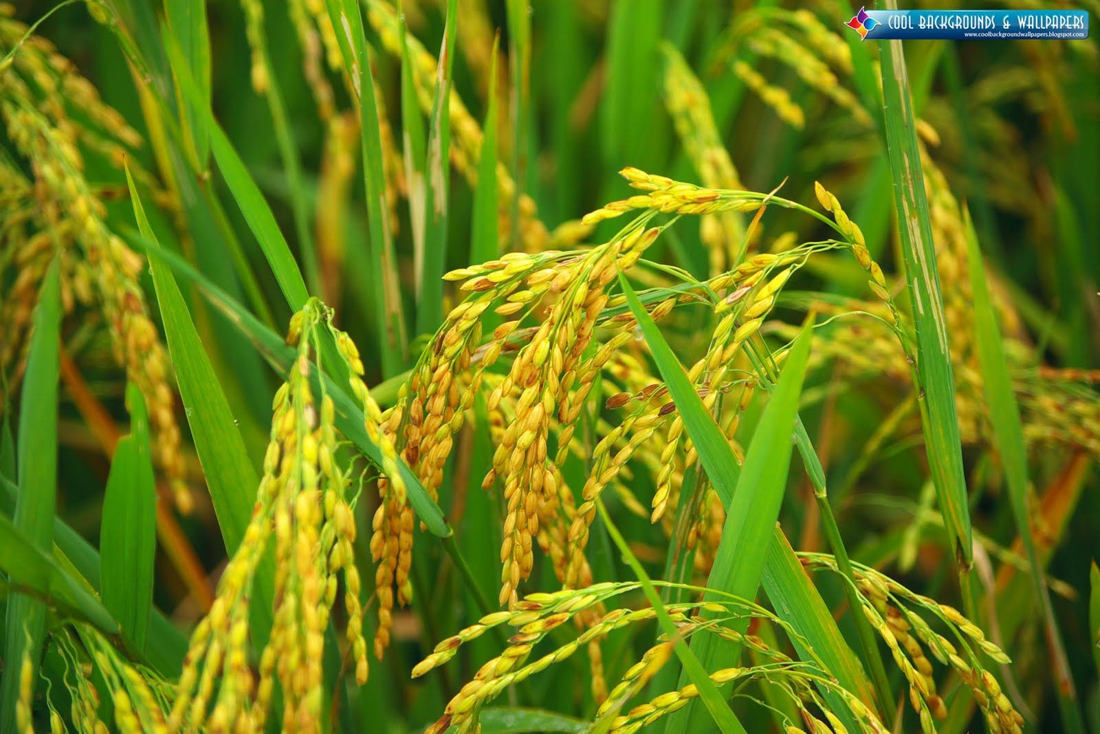 HD WALLPAPER: Rice Farming HD Wallpaper
