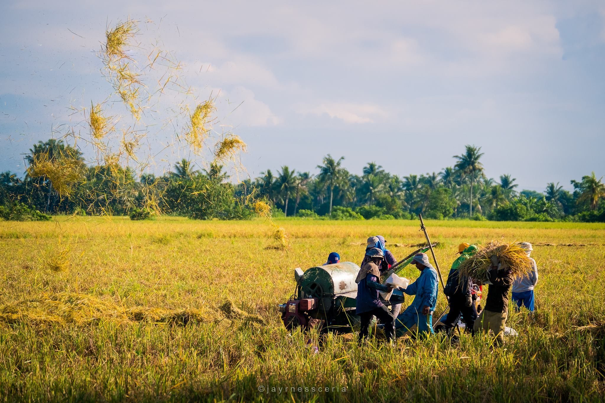 Rice Farm Wallpapers Wallpaper Cave