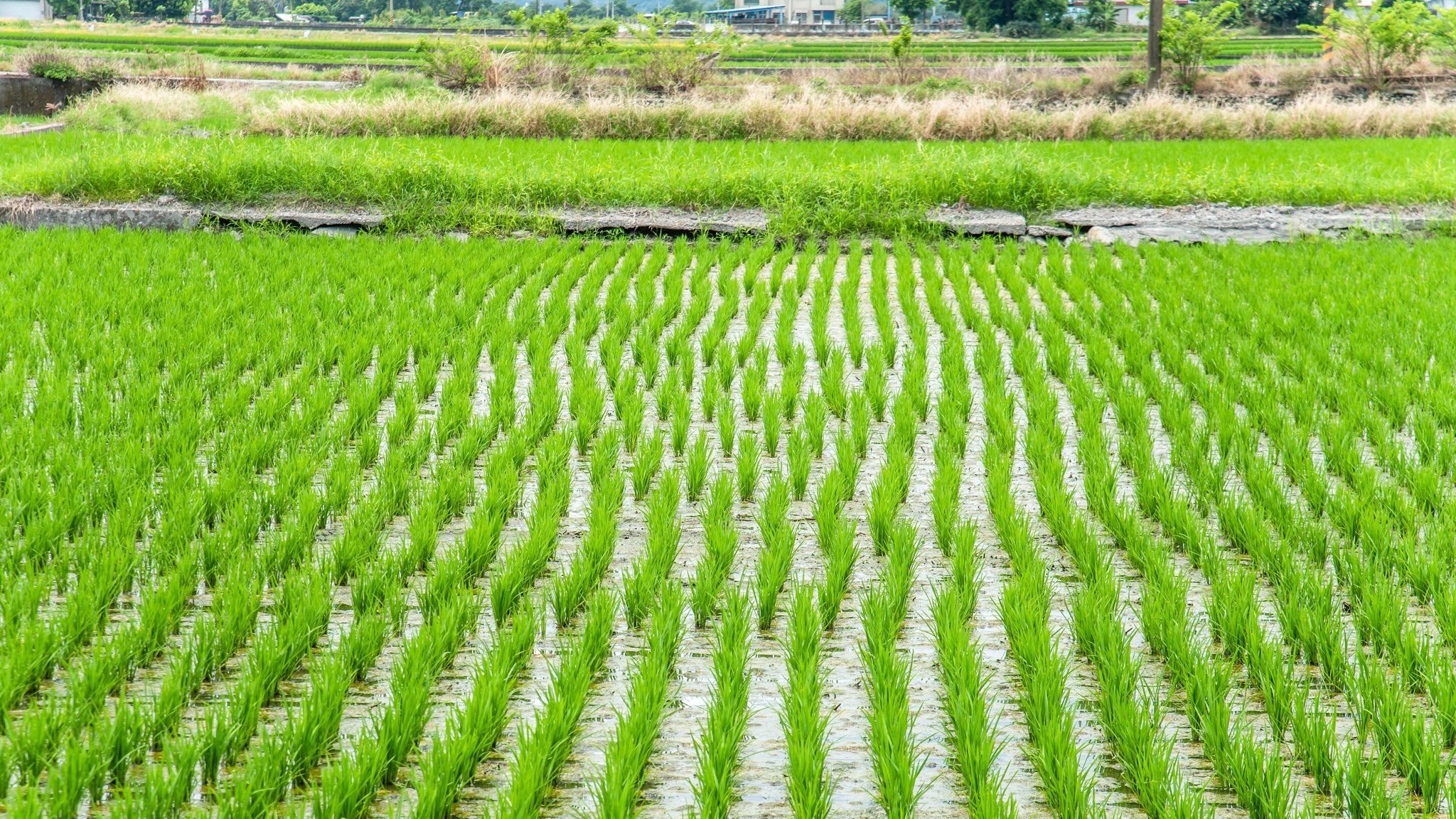 Taiwan's rice farmers use big data to cope with climate change