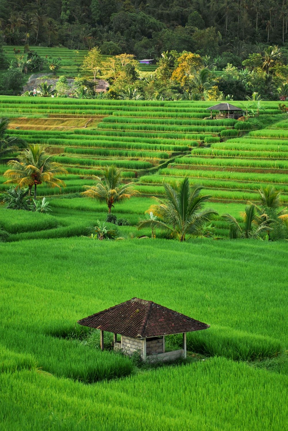 Rice Field Picture [HD]. Download Free Image