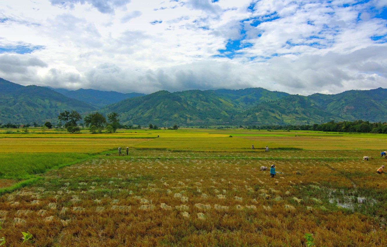 Wallpaper rice, farm, vietnam, moutain, farmer, minutes image for desktop, section пейзажи