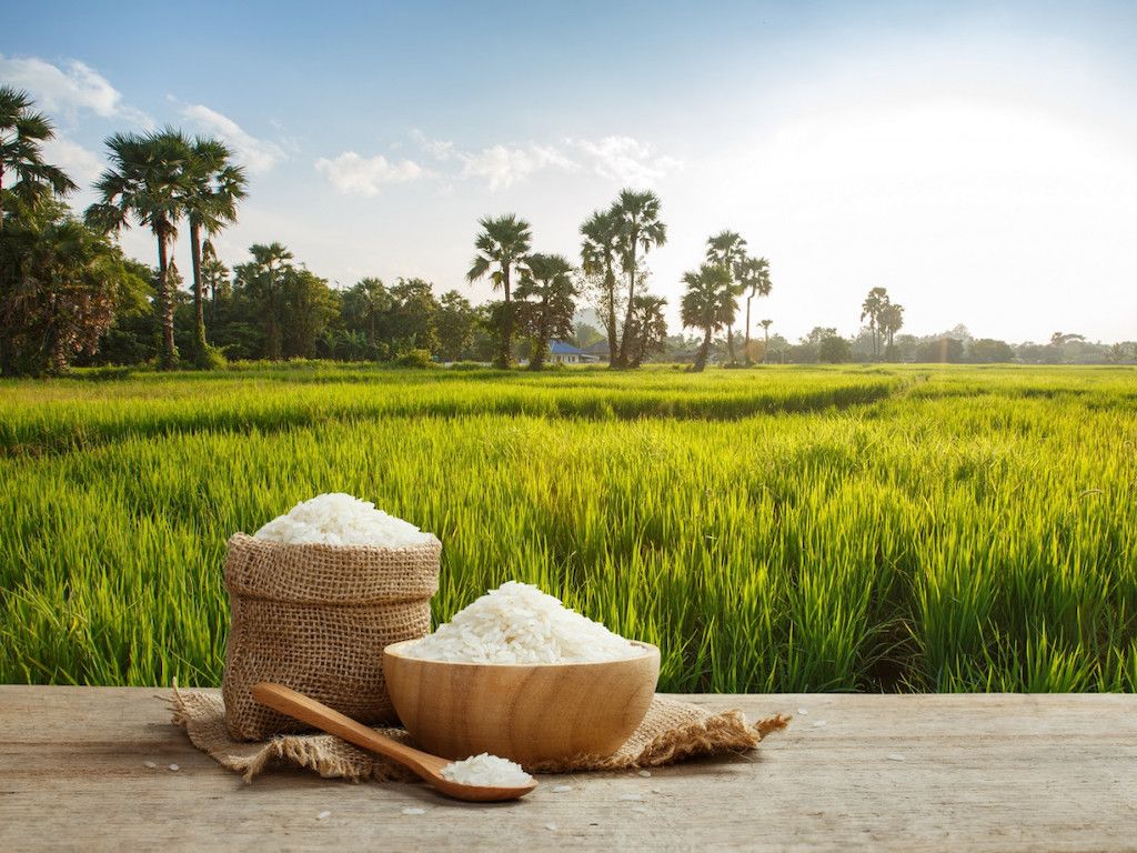 Rice Farm Wallpapers - Wallpaper Cave